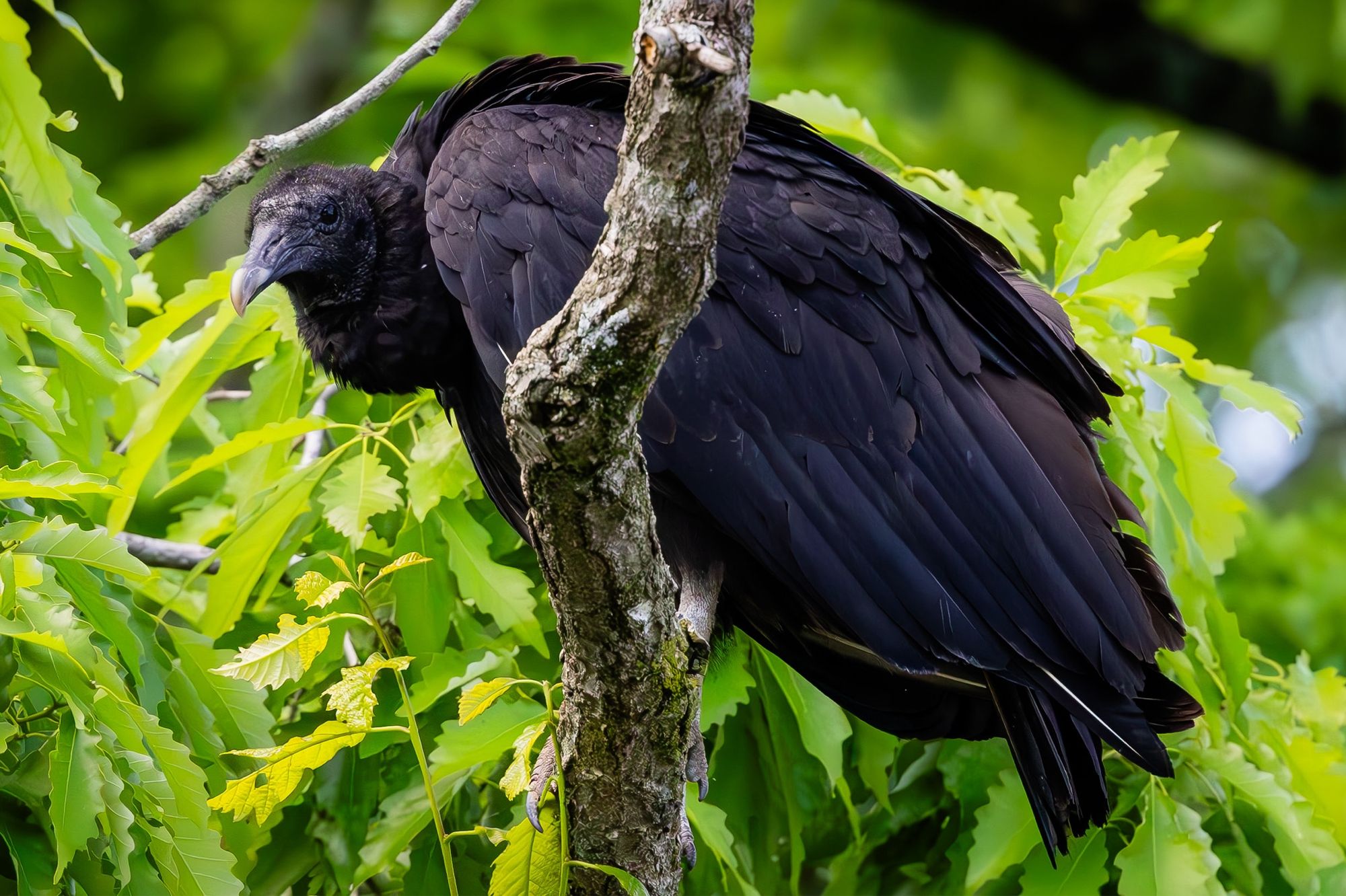 Black Vulture on a branch