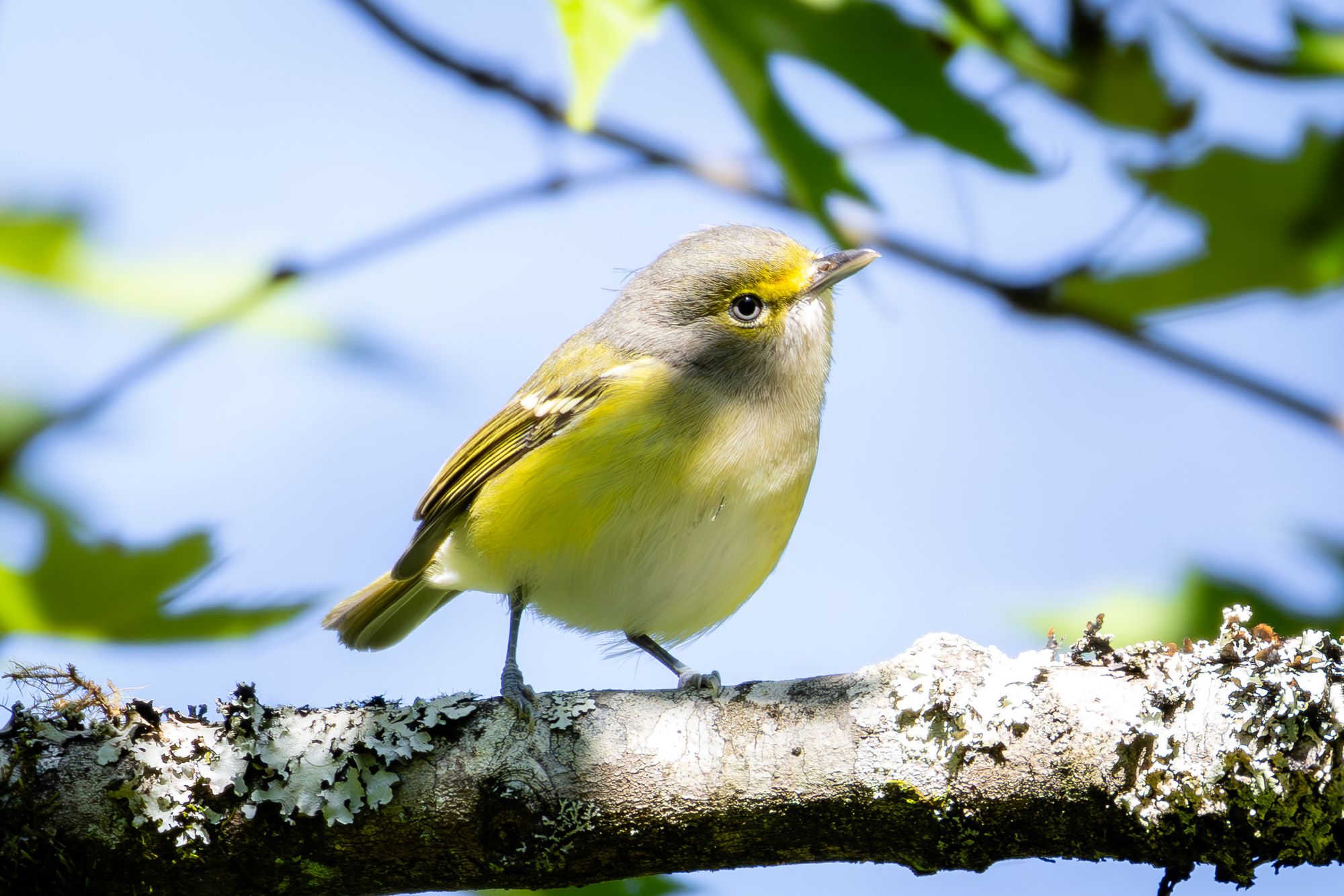 White-eyed Vireo on a branch