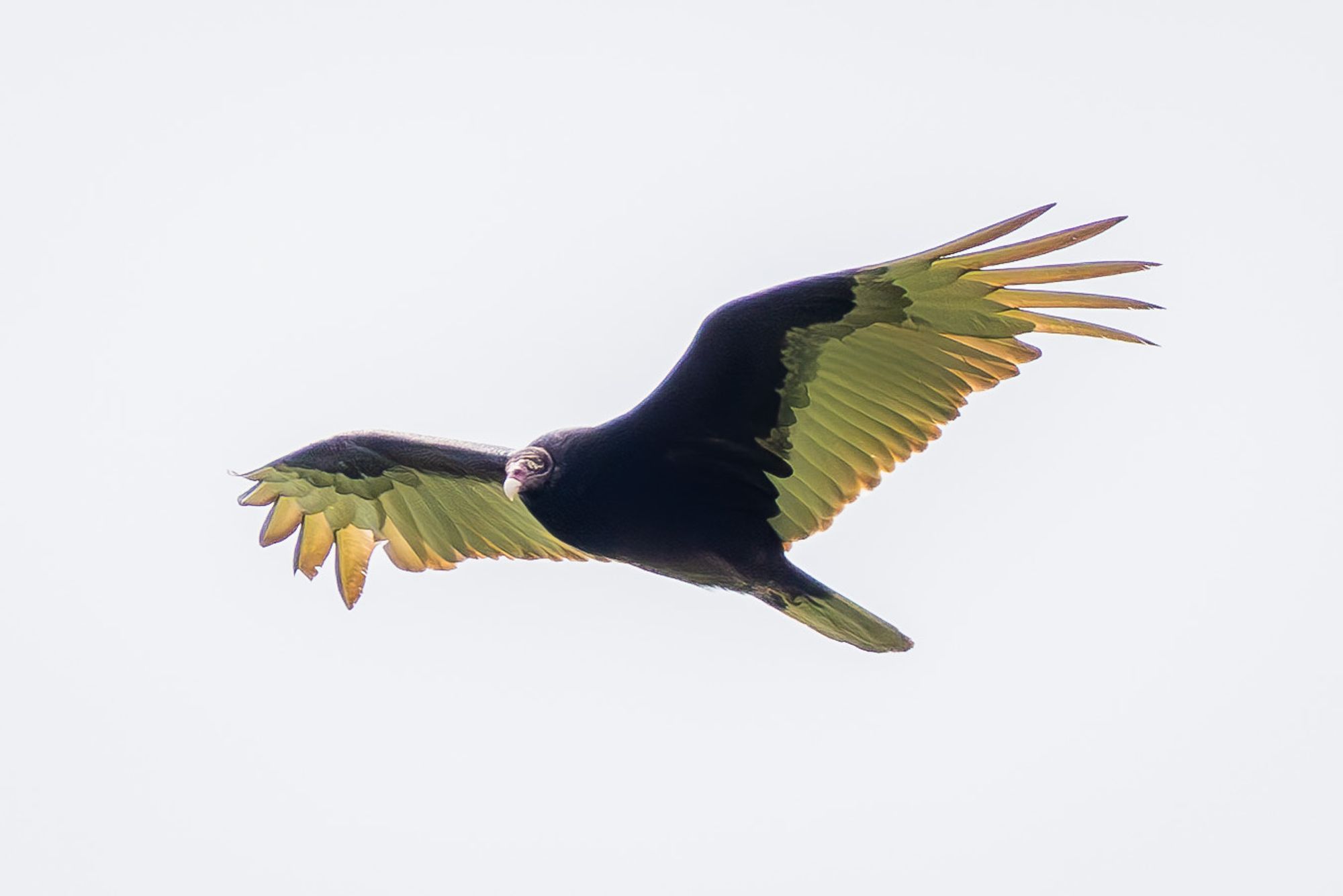 Turkey Vulture soaring