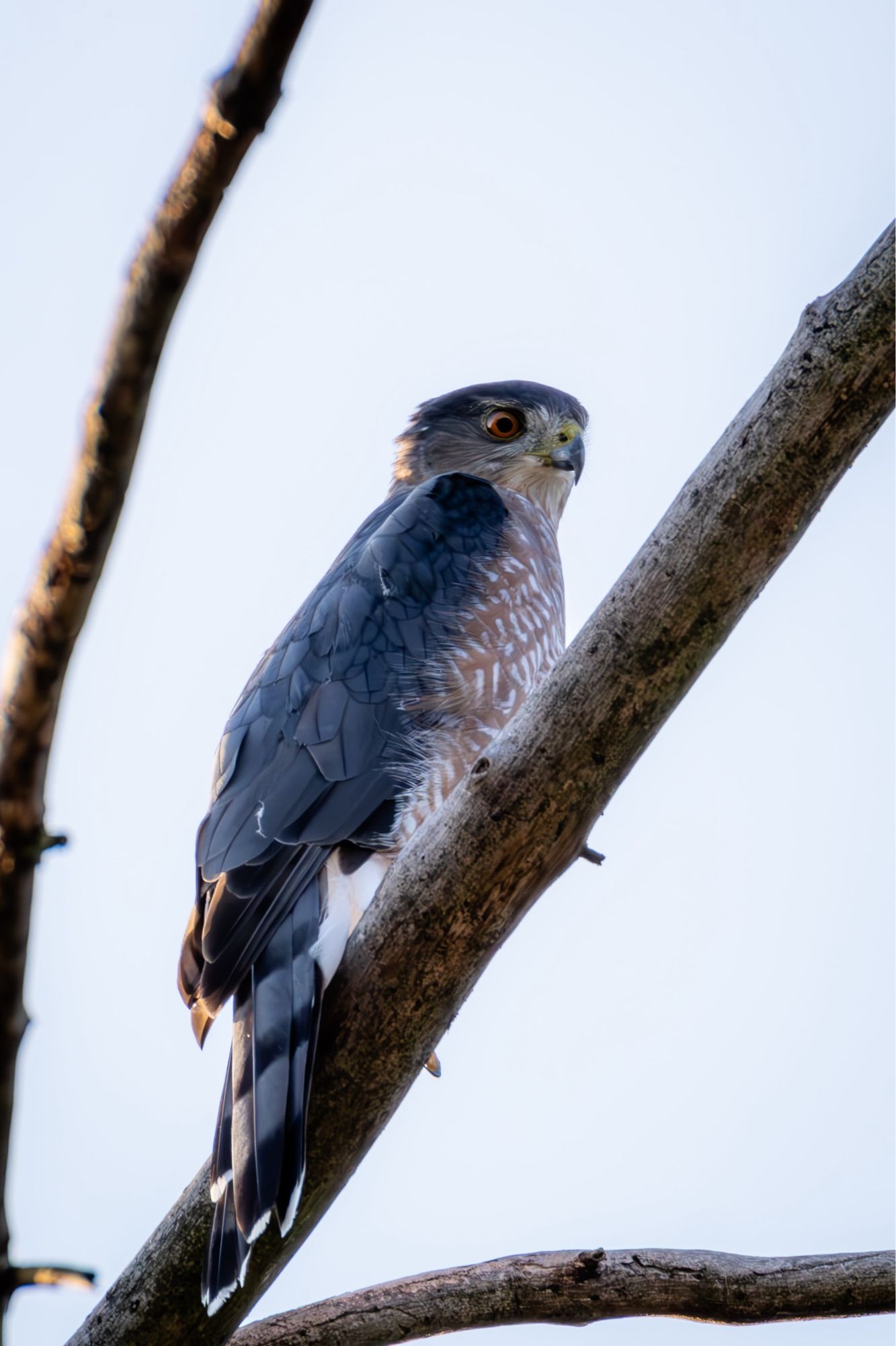 Cooper's Hawk perched on a tree limb