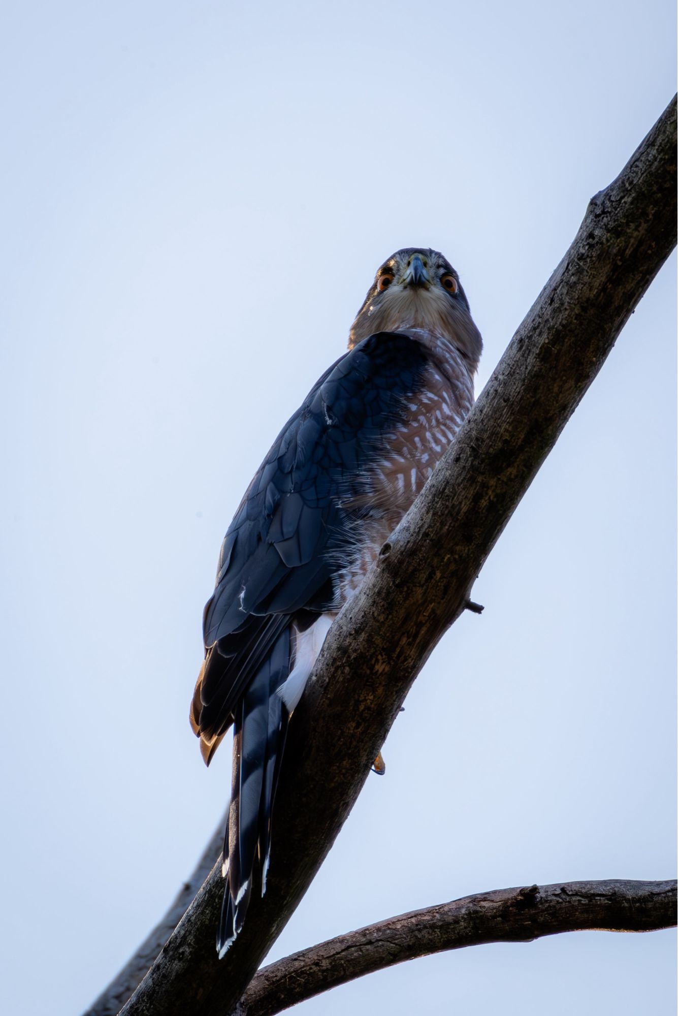 Cooper's Hawk perched on a tree limb