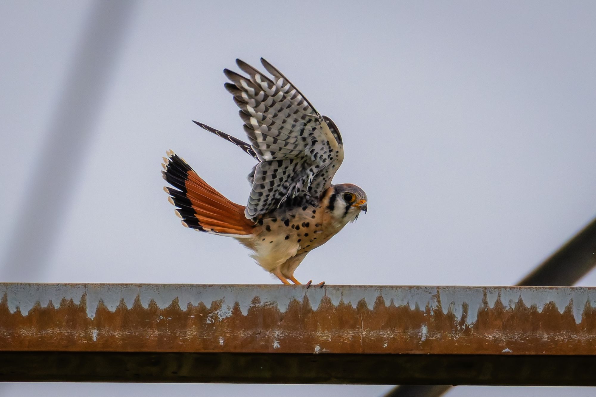 American Kestrel flapping its wings