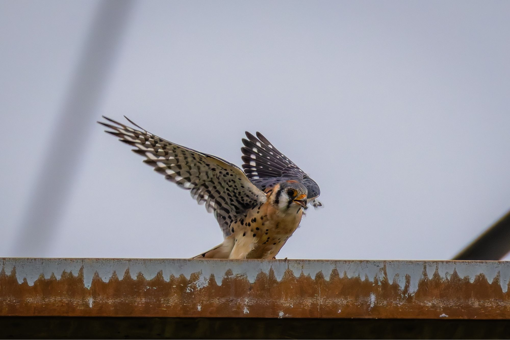 American Kestrel flapping its wings