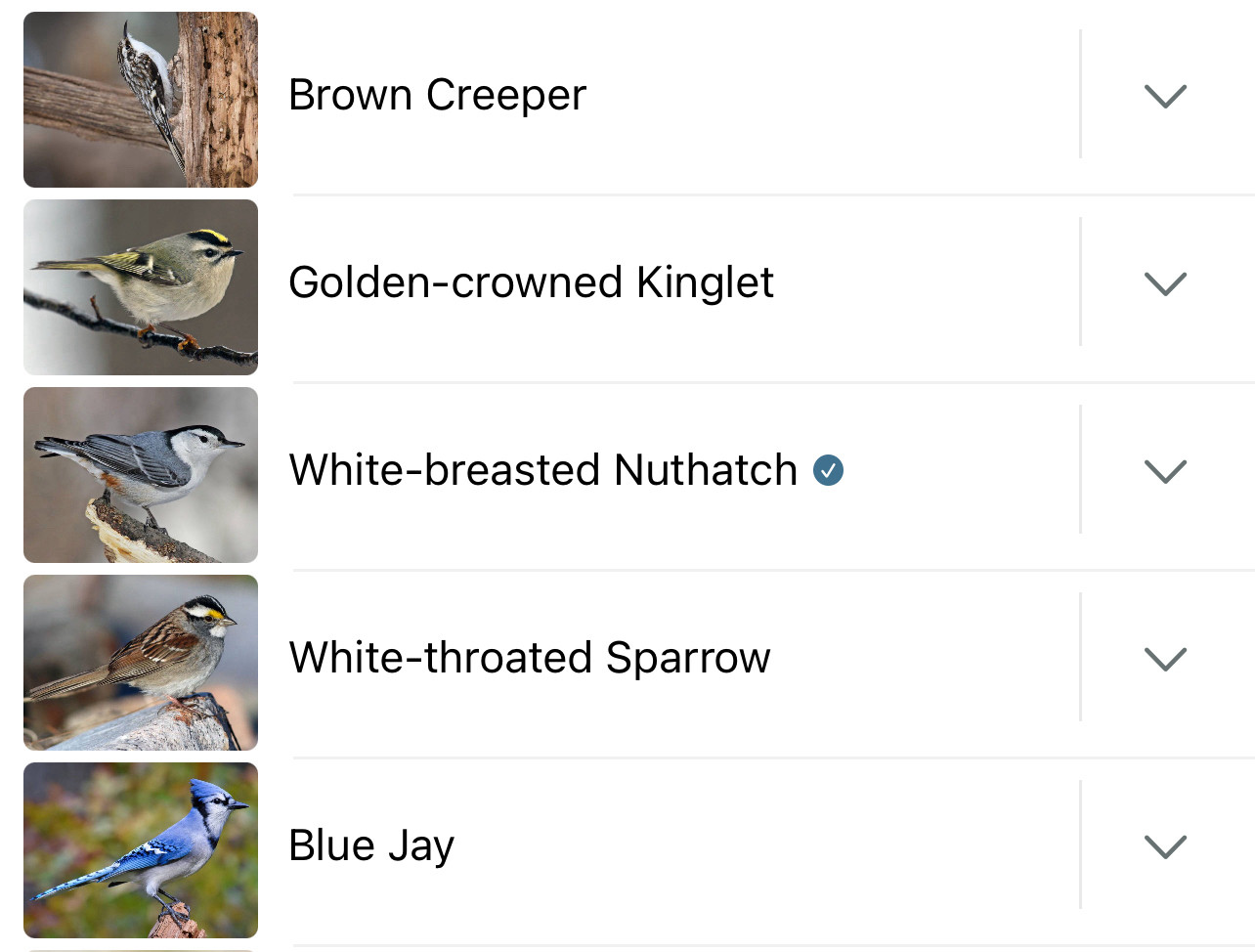 A list of birds: brown creeper, golden crowned kinglet, white breasted nuthatch, white throated sparrow, and blue jay.