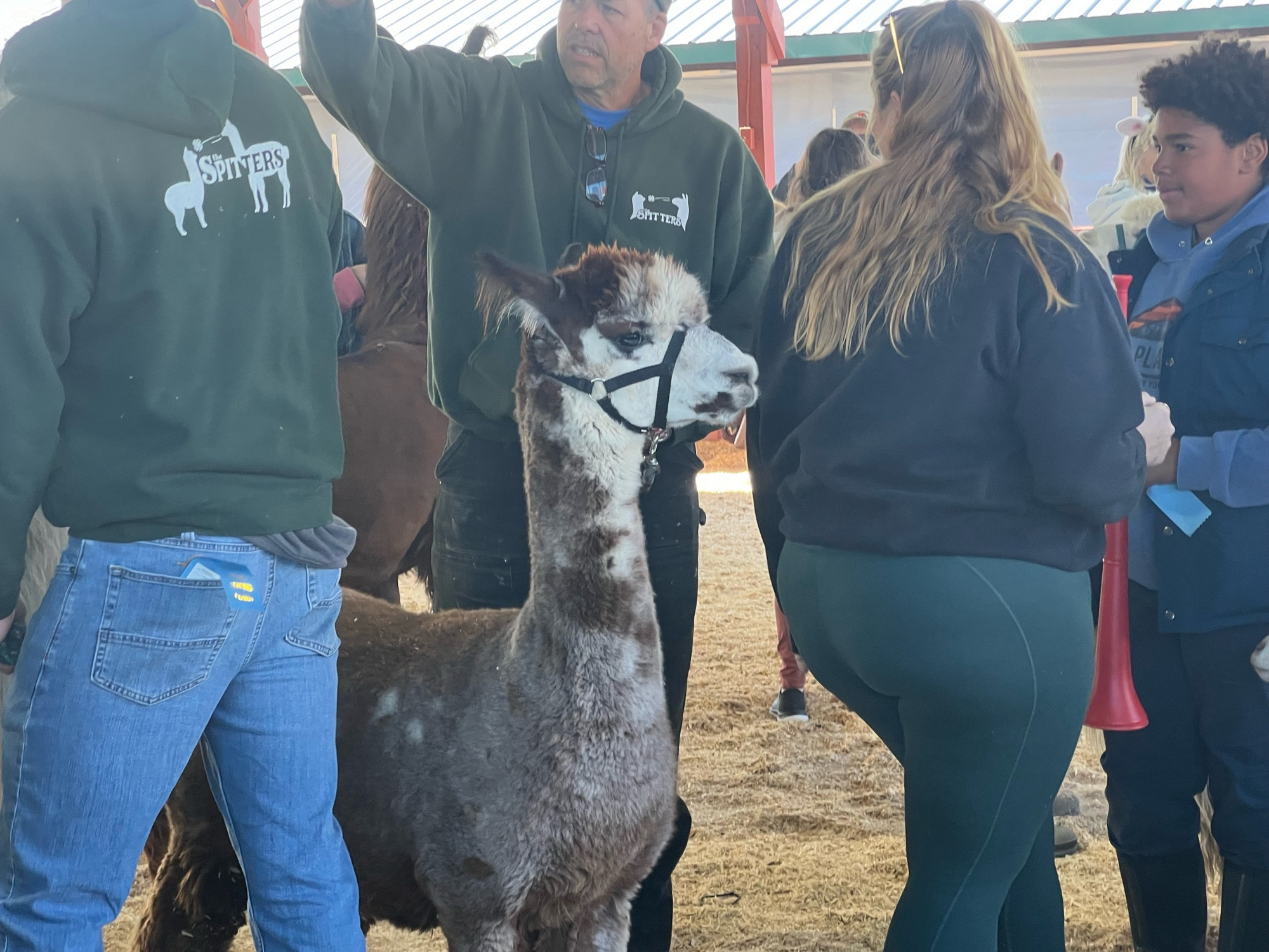 People gathering around the cutest brown and white alpaca ever.