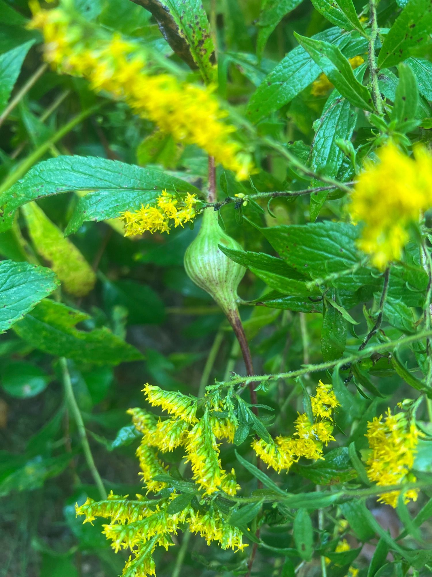 A green globe interrupts the reddish stem of a goldenrod. It’s surrounded by more heads of yellow goldenrod blooms and green leaves.