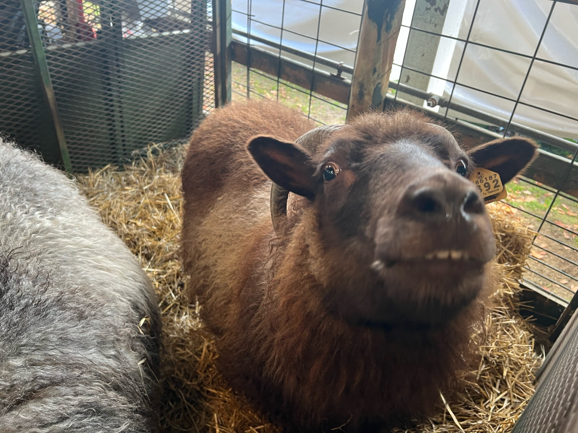 A brown sheep who does not wish to be perceived—baring its teeth and side eyeing me.