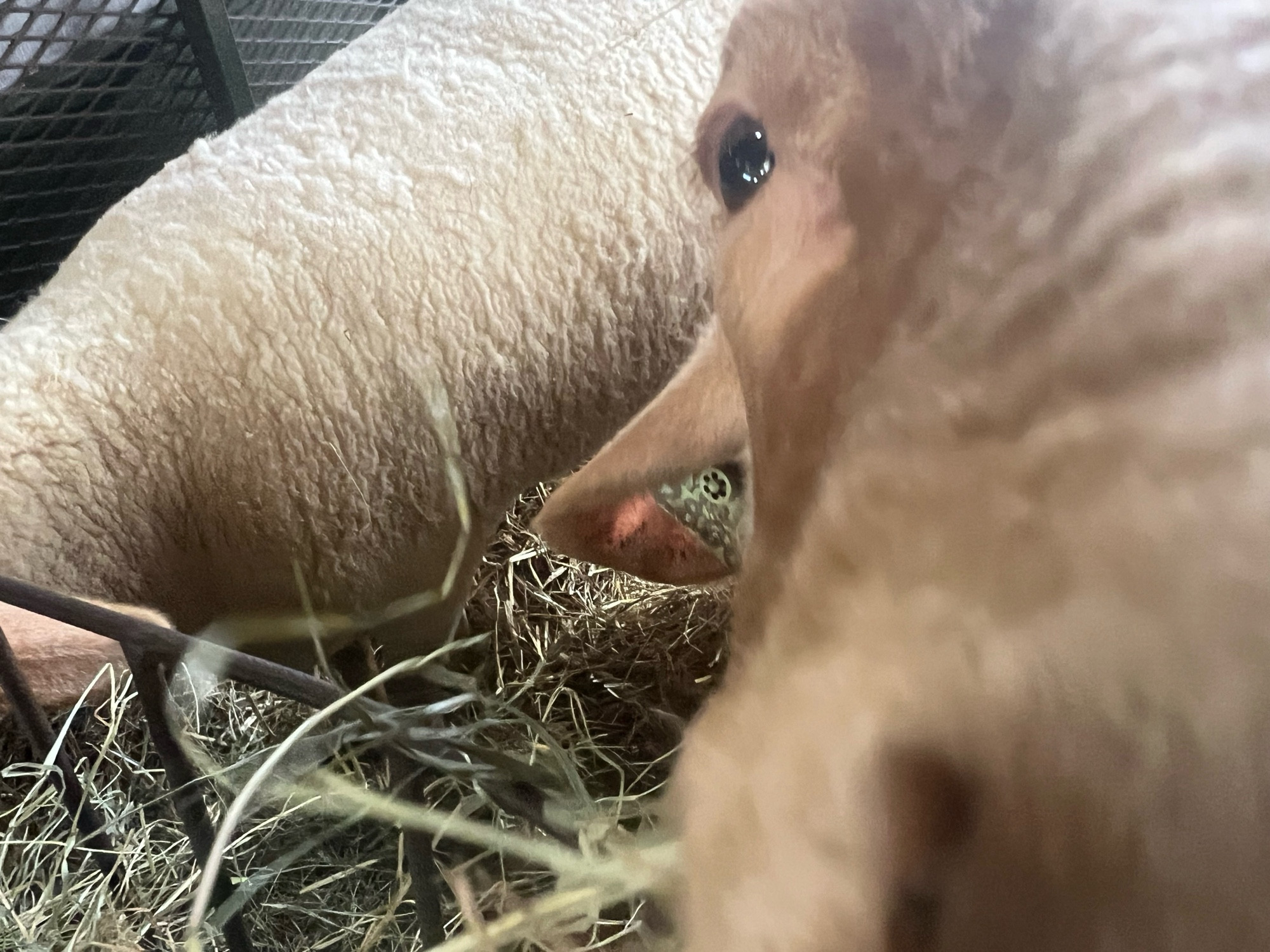 This sheep is friend-shaped. (Close up of half of the sheep’s face, blurred nose in foreground, eye in focus.)