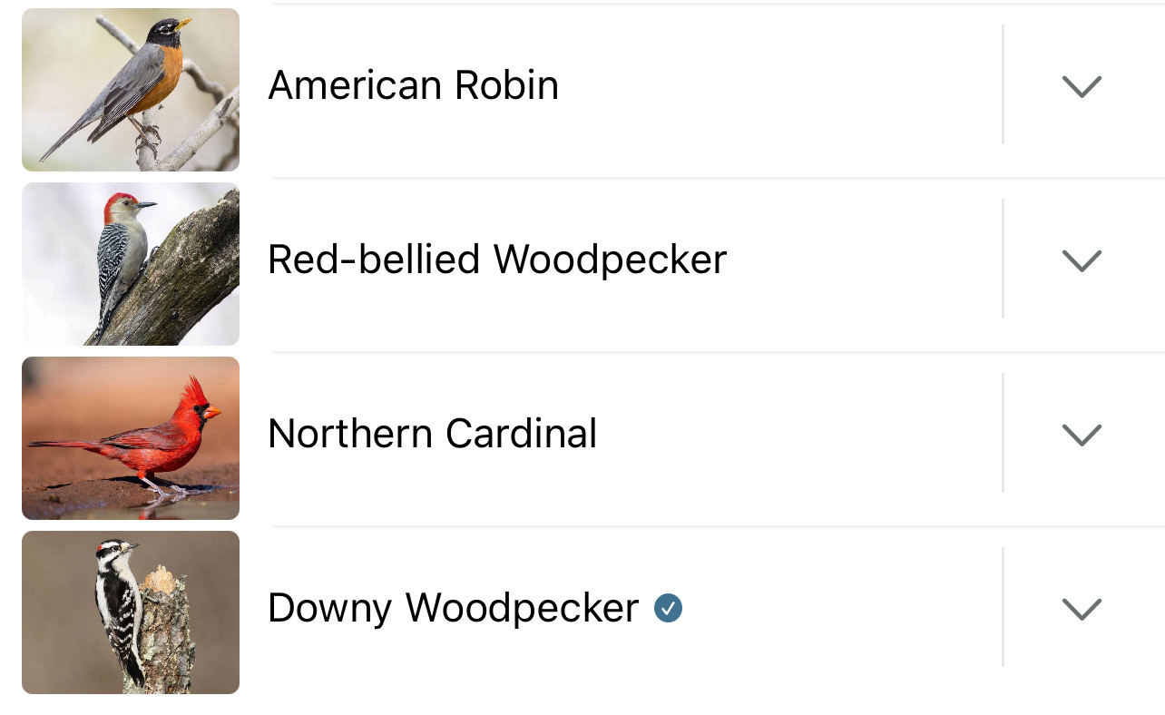 A list of birds: American Robin, red bellied woodpecker, northern cardinal, and downy woodpecker.