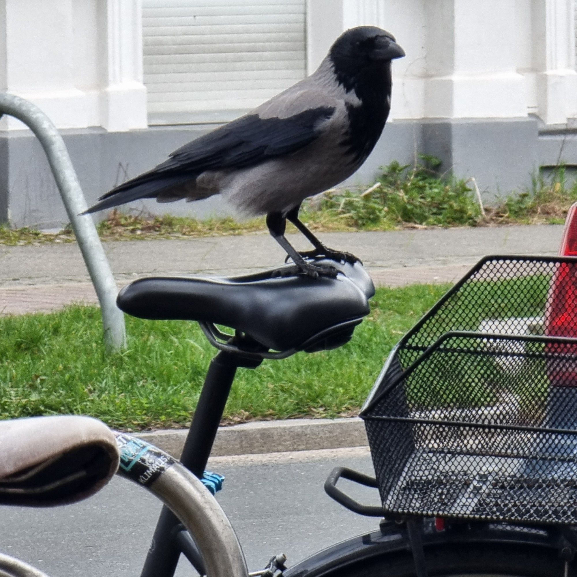 Nebelkrähe auf Fahrradsattel