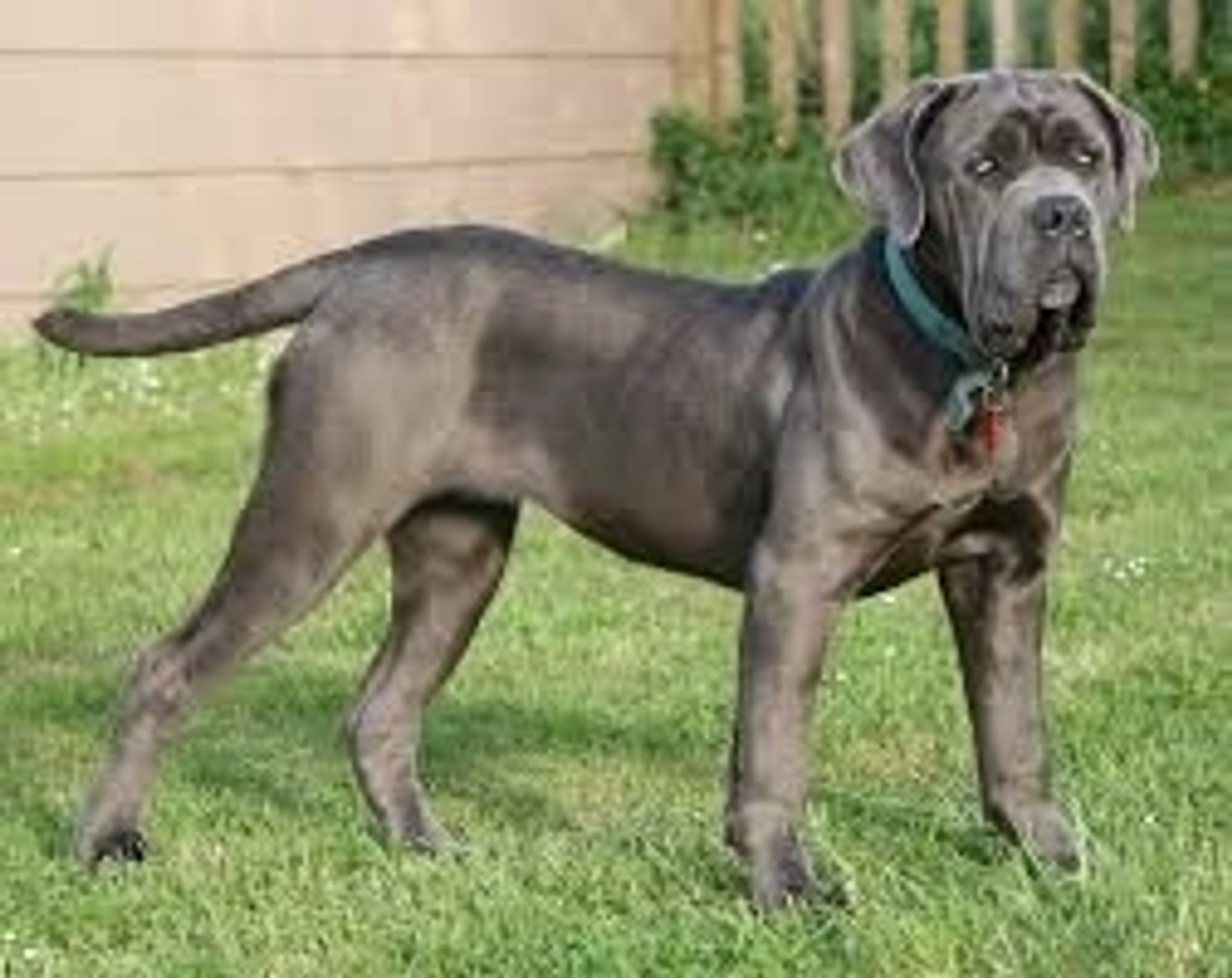 Mâtin de Naples / Napolitan mastiff