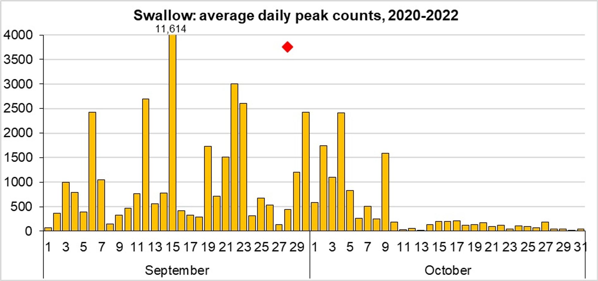 Swallows peak counts in Kent