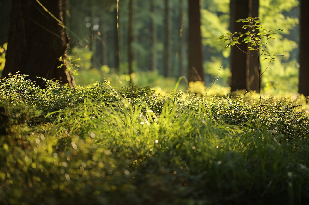 A forest floor