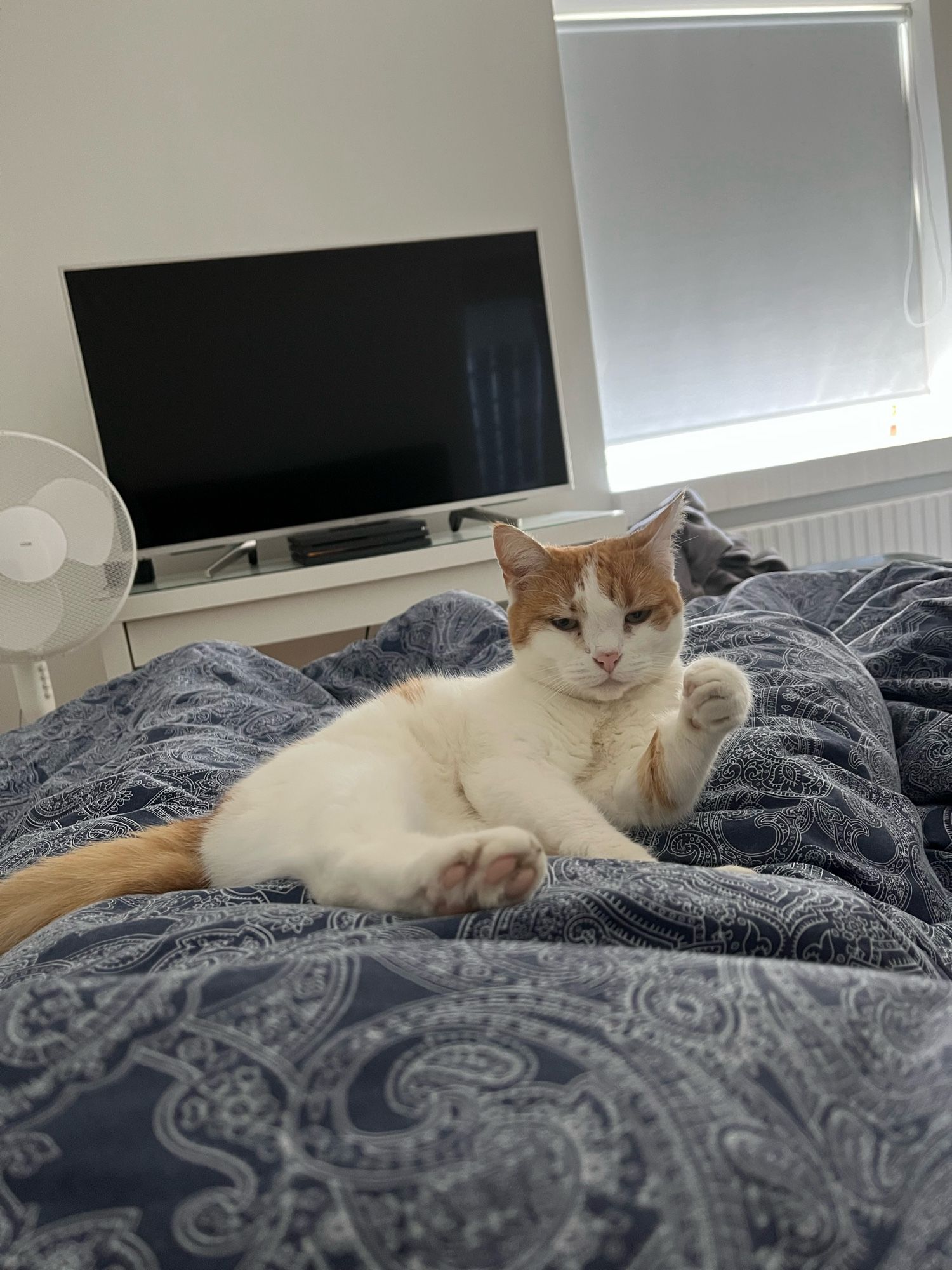 A ginger and white cat laid comfily on a quilt.