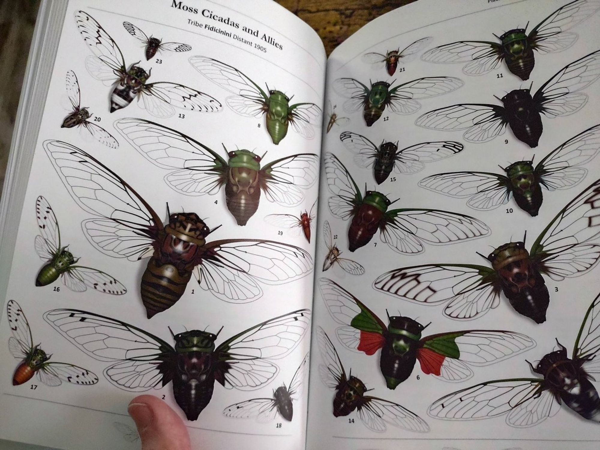 Gorgeous 2-page illustrative spread showing the "Moss Cicadas and Allies."