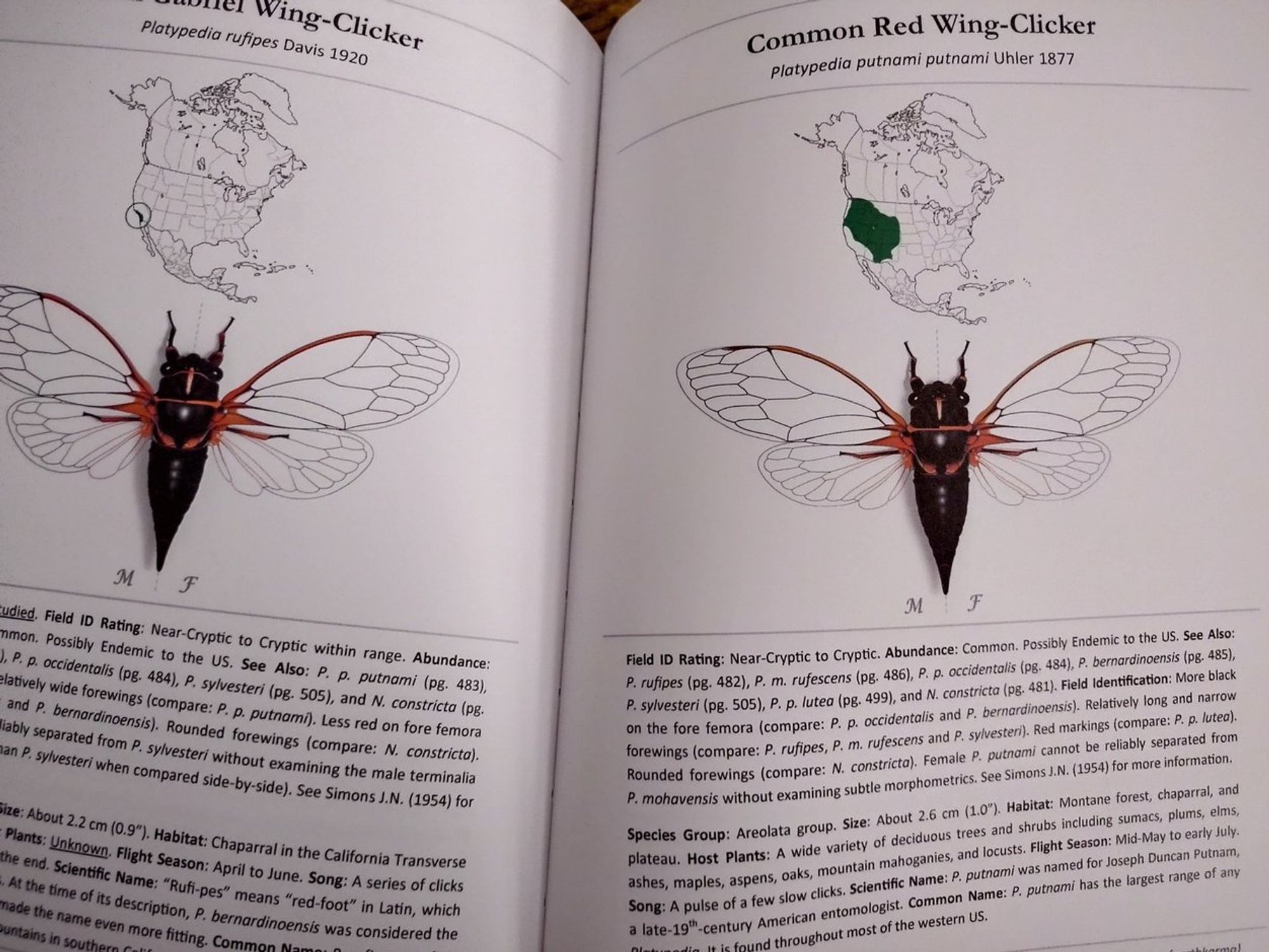 Pseudo-random sample page showing the Common Red Wing-Clicker. I saw some of these (or something similar) about a week ago in the desert, but couldn't get close enough to see much more than their red wings.