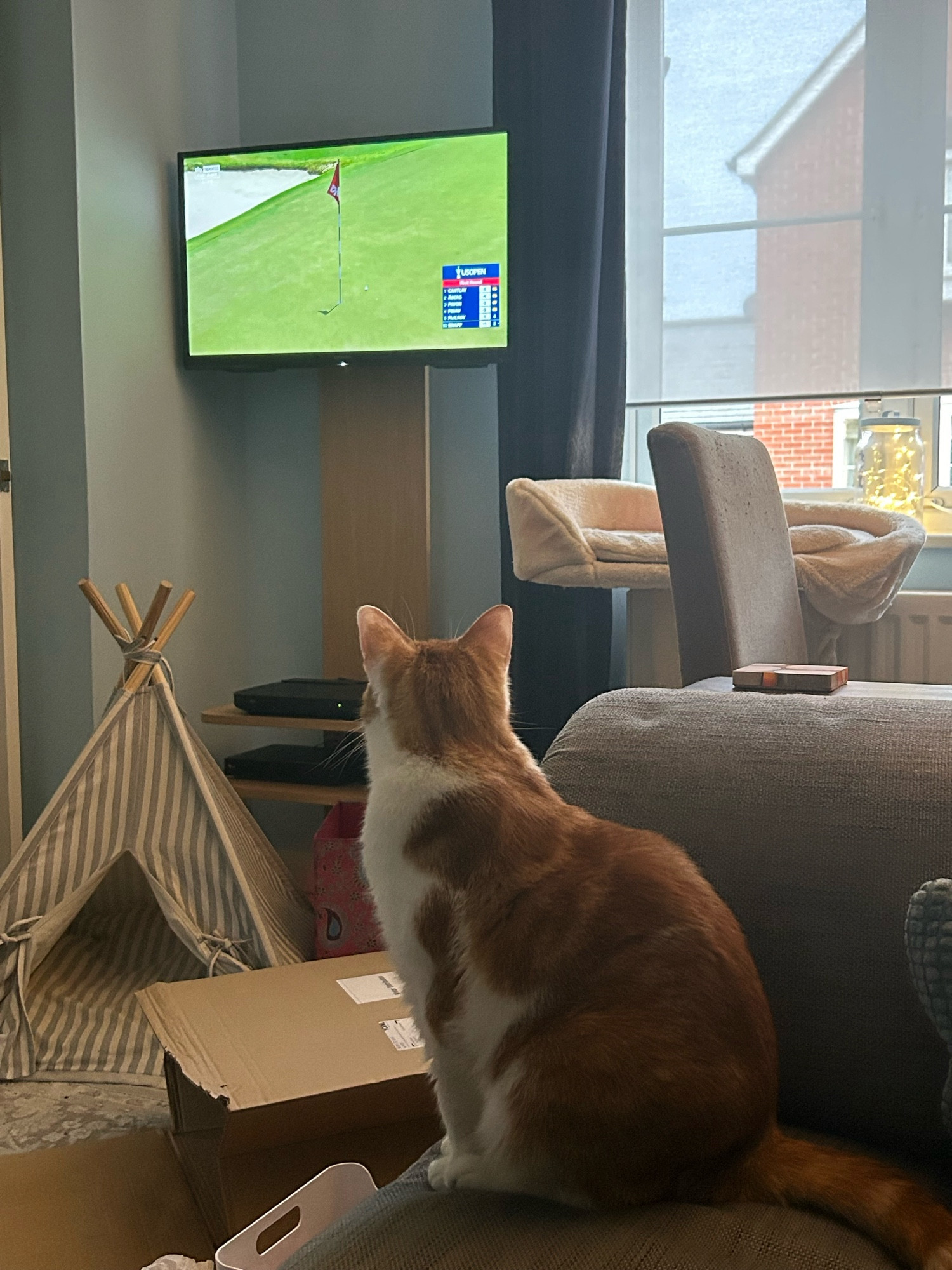 A large ginger and white cat sits on a grey sofa, riveted by the television which is showing a golf course - more precisely, the US Open.