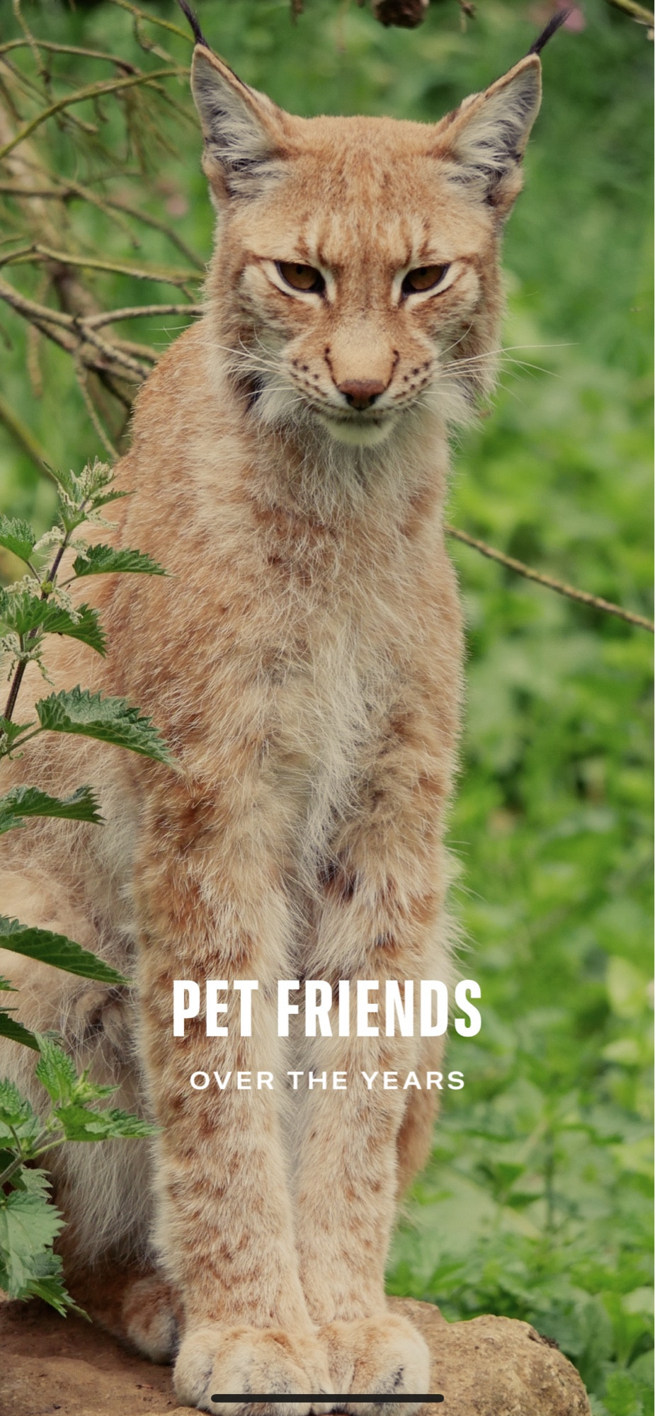 A photo of a European Lynx I took at Whipsnade zoo, as the background picture to a collection devised by my photo app called ‘Pet Friends’.