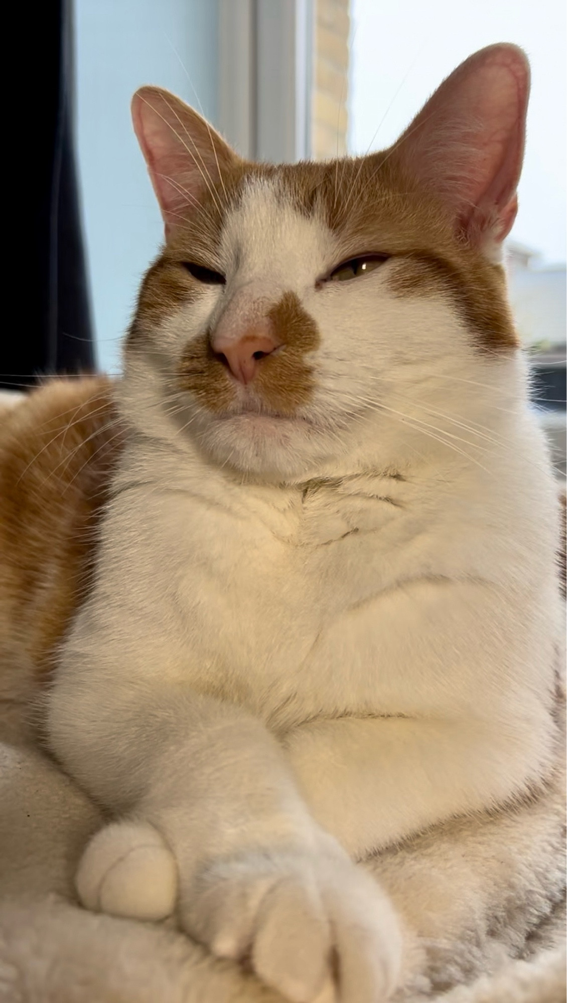 A very large ginger and white cat looks smug and handsome. His paws are crossed, because that’s his thing.