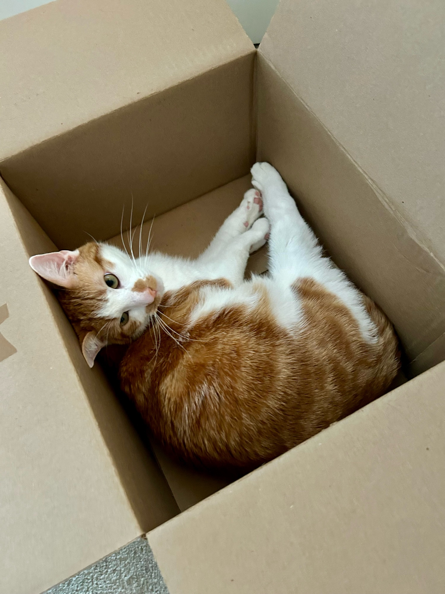 A large ginger and white cat lays curled up in a cardboard box. It is a scene of great tragedy.