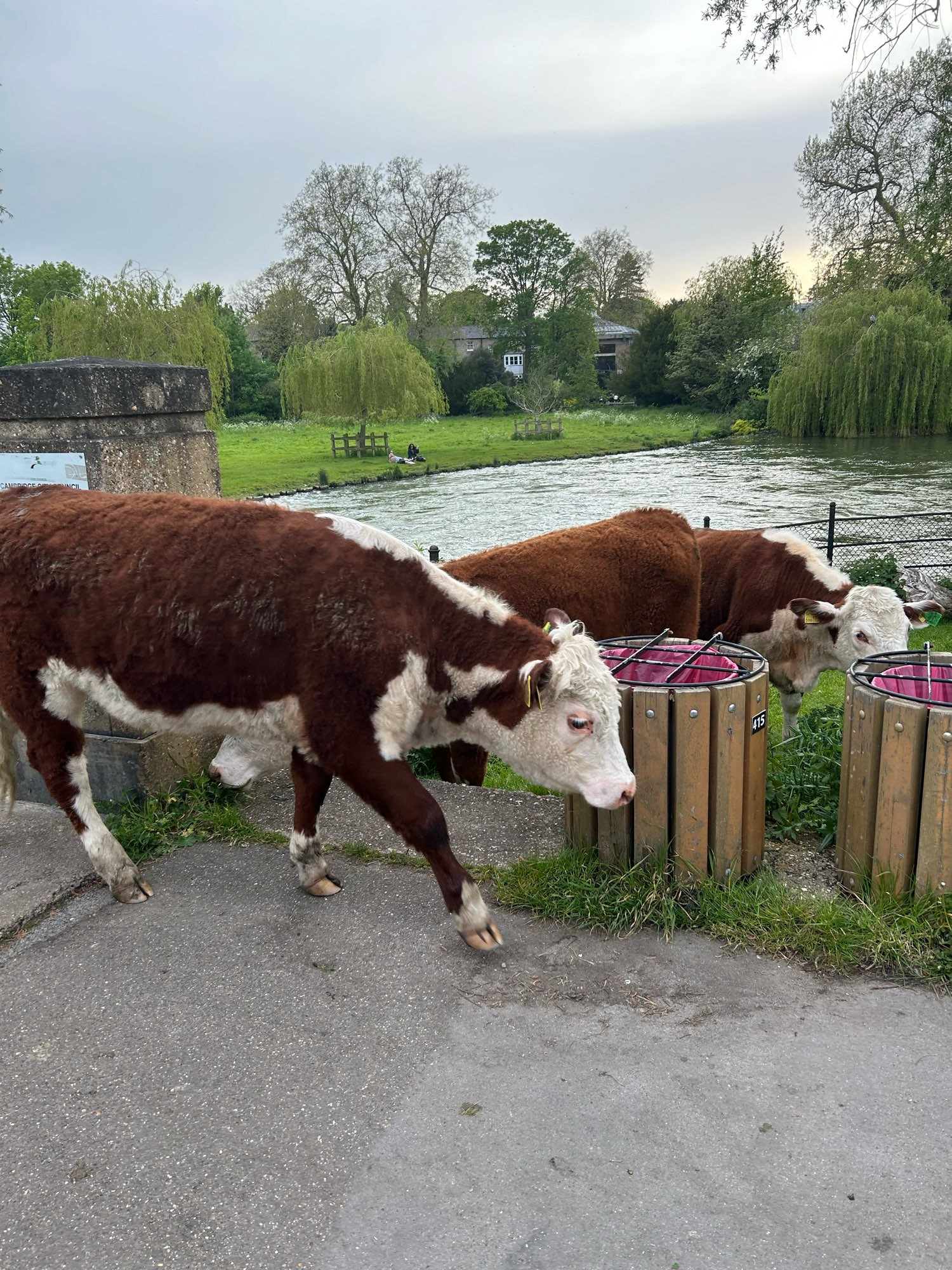 Two brown and white cows wander along a path in a Cambridge city centre green space.