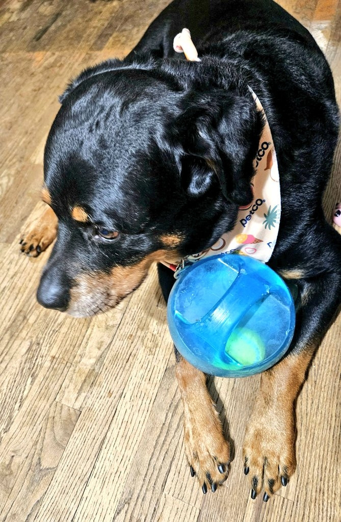 A rottweiler is lying on a hardwood floor with a blue handled ball between his front legs. His head is turned slightly and his ears are pushed back. He looks contrite.
