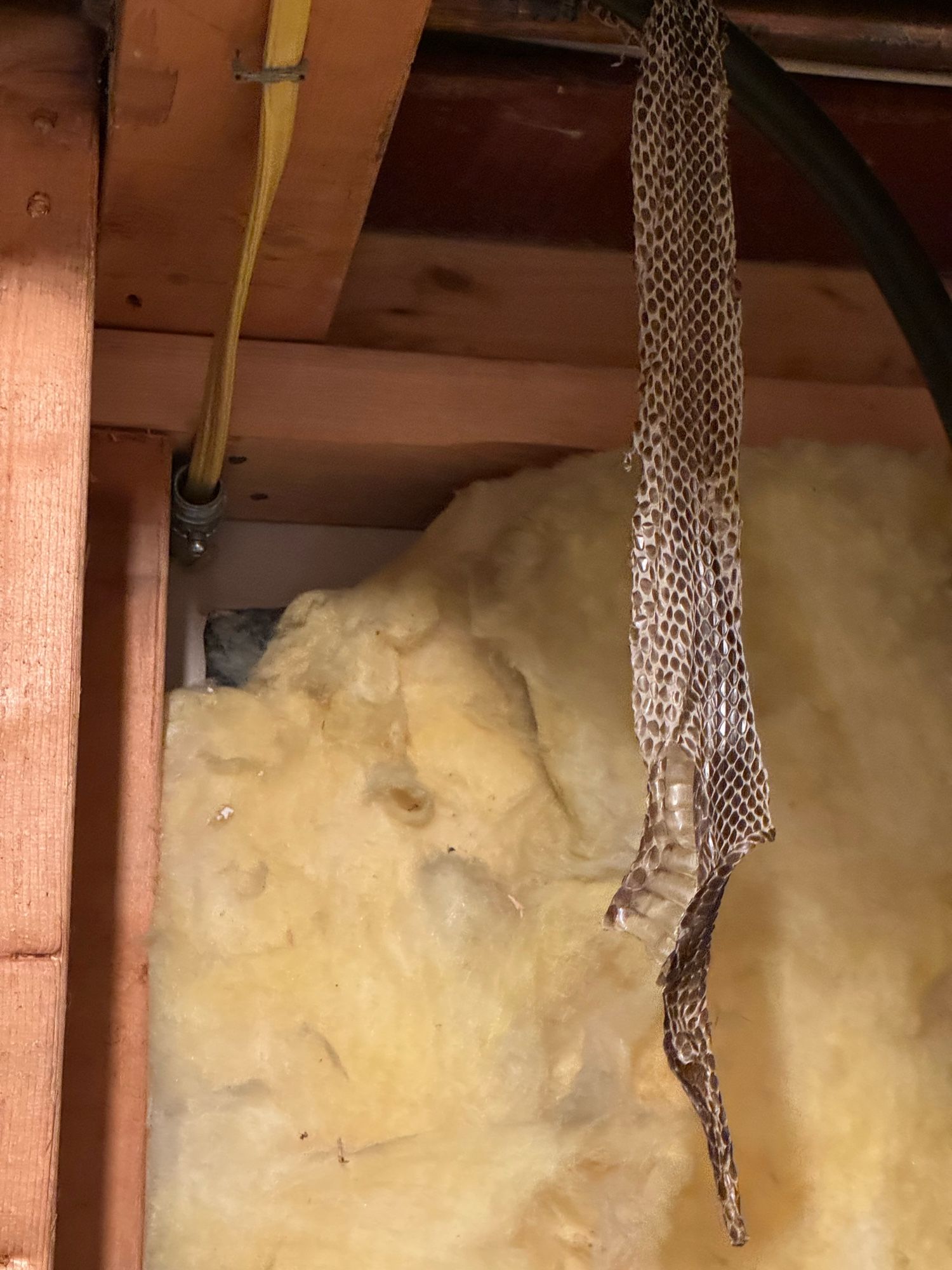 Close-up view of not even half of a shed snake skin hanging from a wooden beam in a basement, surrounded by insulation and electrical wiring. The translucent skin is delicately textured and dangles against a backdrop of yellow insulation material, adding a natural element to the utility space. And also there is a big fucking snake who lives in our house now wtaf.