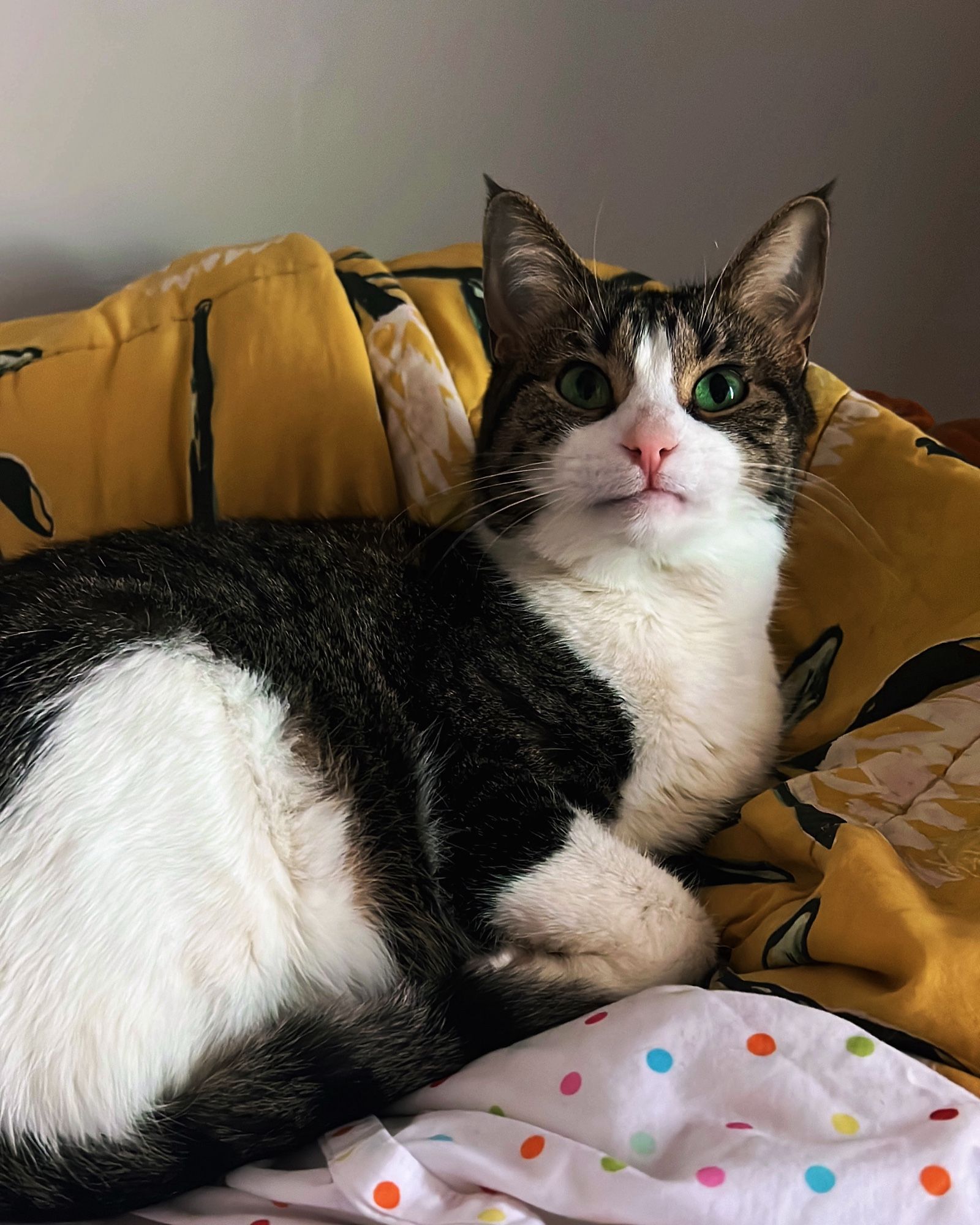 A white and grey tabby cat with a pink nose and a funny lil mouth, due to missing one third of her teeth. She’s lounging on a yellow blanket and her eyes look very green