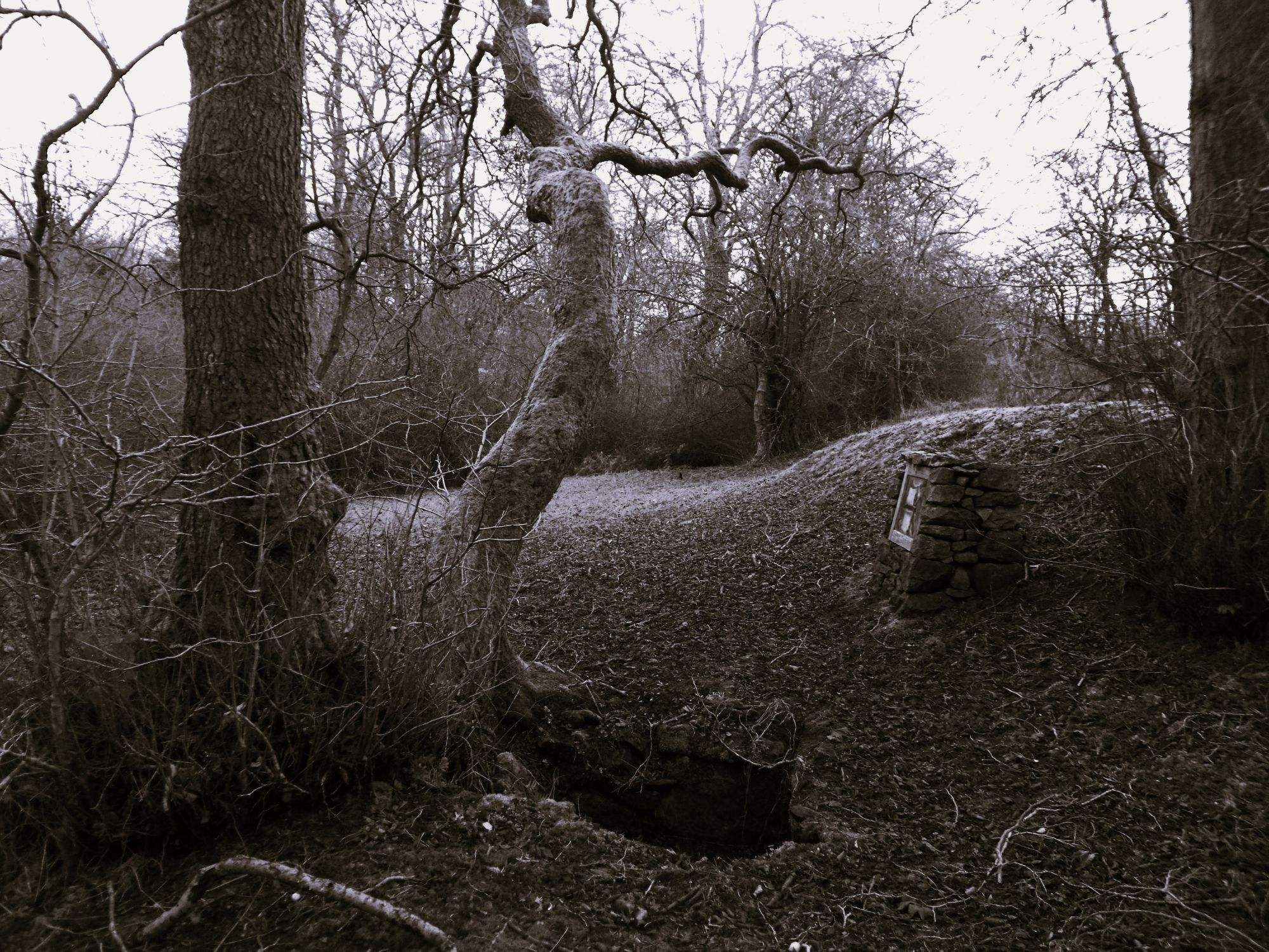 A black and white photograph of St Tecla's well near Llandegla: a rough squarish hole in the ground beneath a bare and gnarled tree, in secluded and branch-strewn woodland.