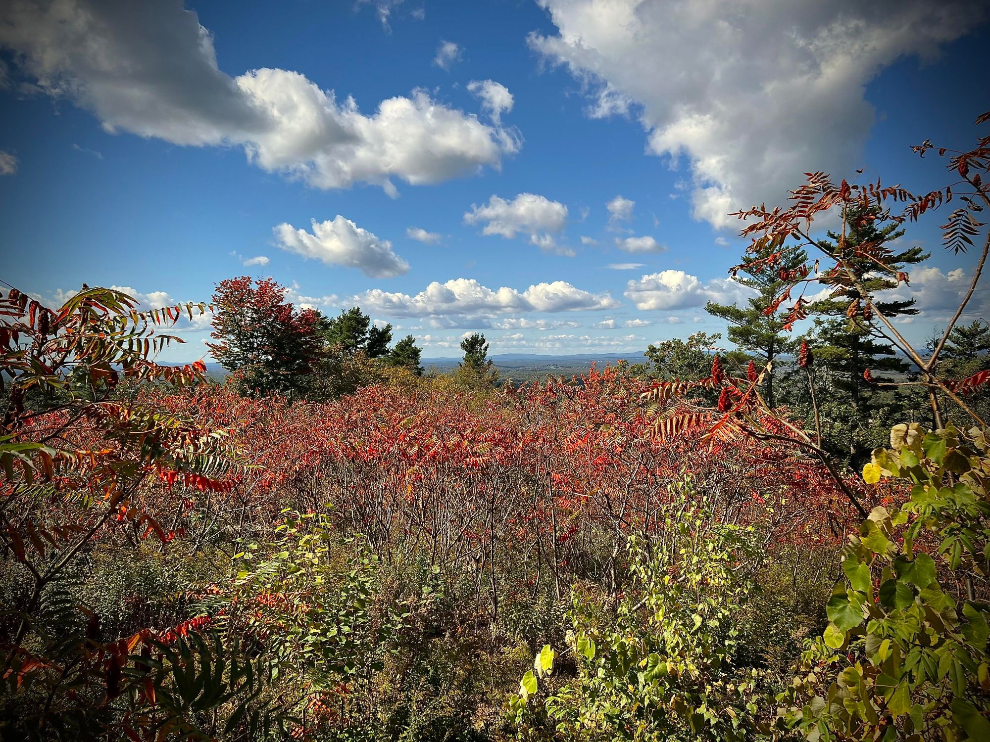 A scenic view of dense autumn foliage, dominated by orange and red leaves, with a few green trees in the distance under a bright blue sky filled with fluffy white clouds.