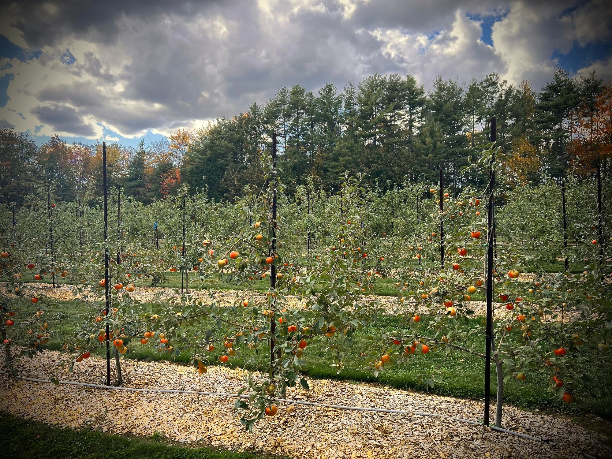 A well-maintained apple orchard with rows of small apple trees bearing ripe red apples. The scene is set against a backdrop of tall evergreen trees under a partly cloudy sky.