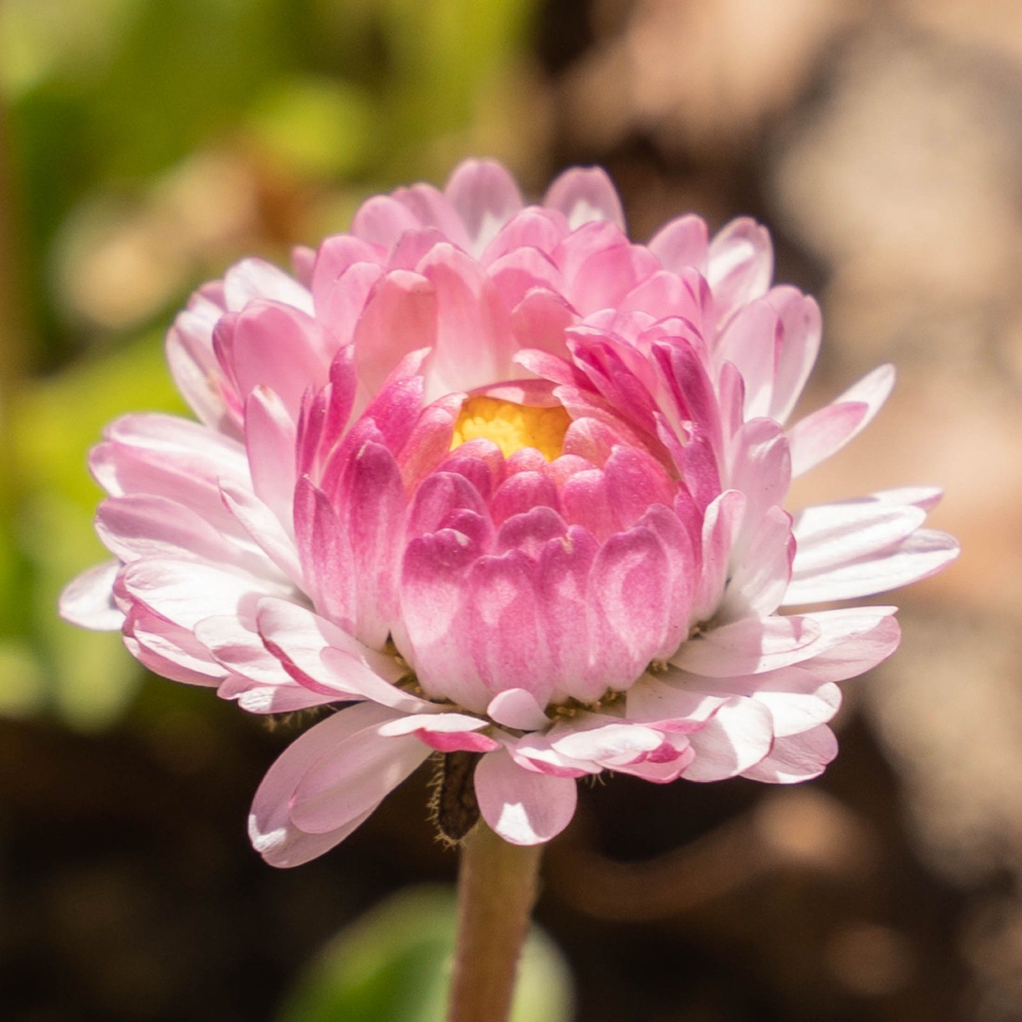 Zeigt eine nicht ganz offene Gartenstrohblume. Sei hat sehr schmale, dünne, Blätter, die wie eine geschälte Apfelsine ihre Schale nach außen drehen.