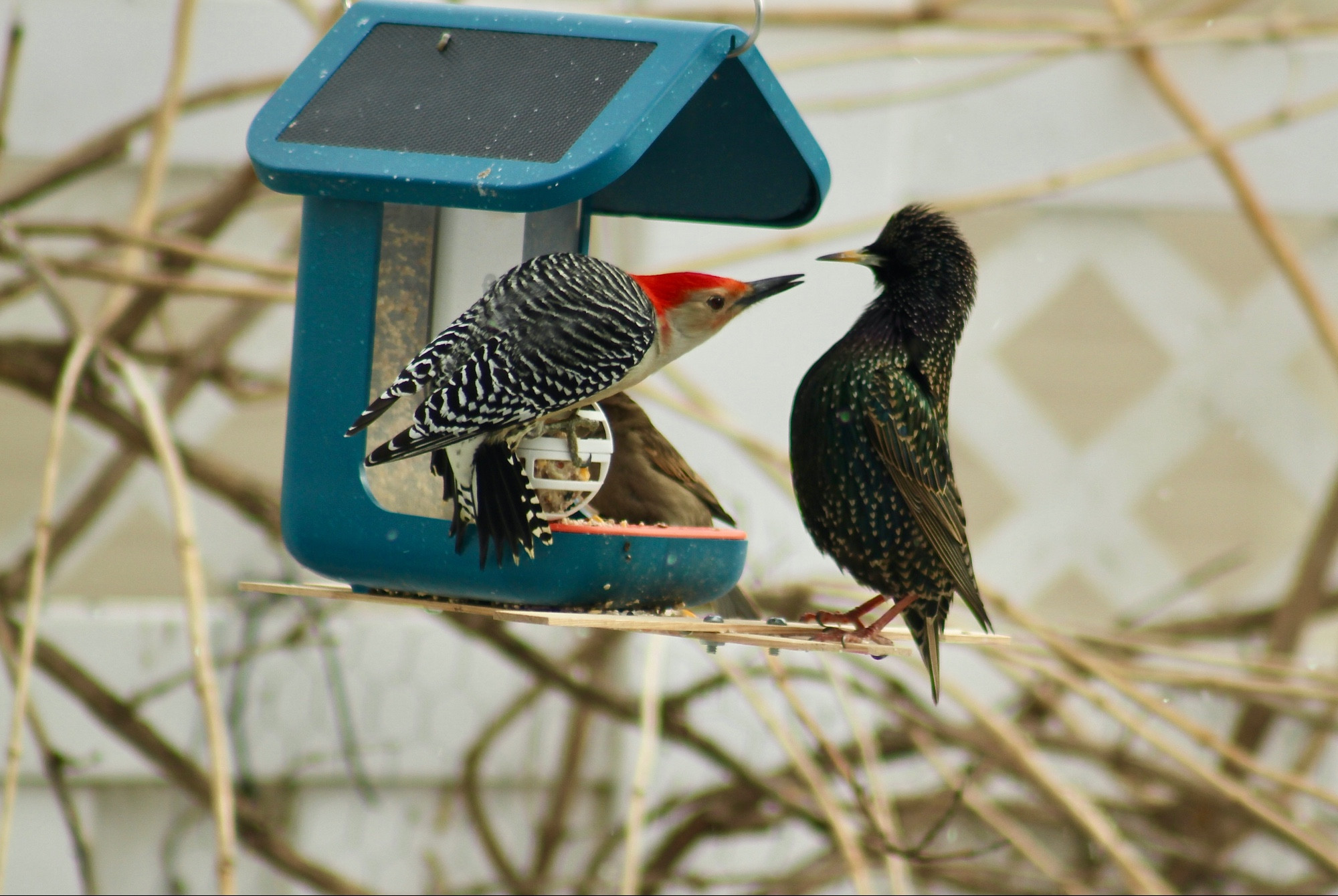 Red-bellied woodpecker at the Bird Buddy bird feeder, contesting the suet ball with a starling.