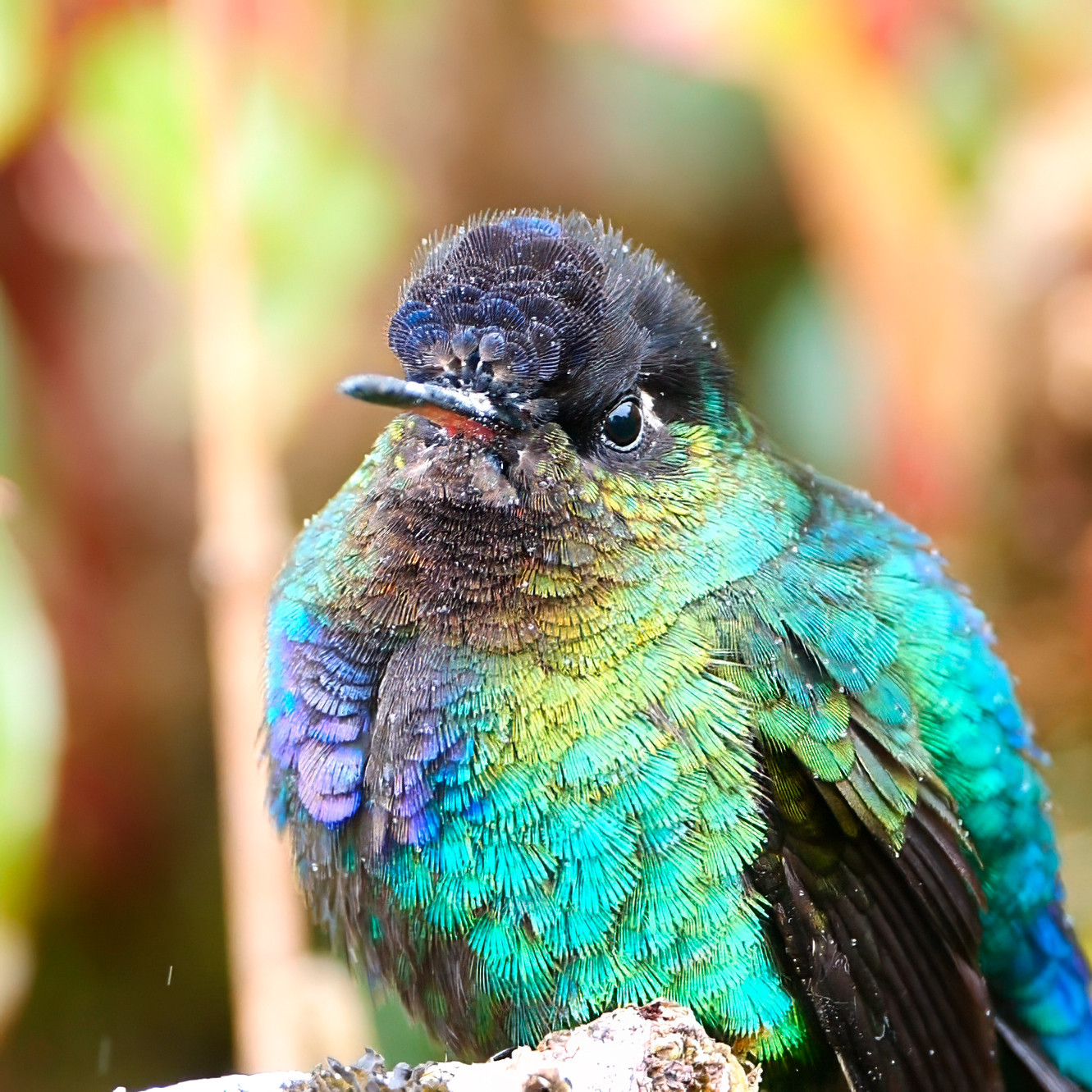 A small bird with iridescent, multi-colored feathers perched on a branch. Its body glows with vibrant greens and blues, with hints of purple around the chest and wings. The bird's head is darker, with a subtle sheen of blue, and its eyes are large and dark. Its beak shows a touch of red near the base. The background is blurred with warm, soft tones of green and brown, highlighting the bird’s shimmering plumage.