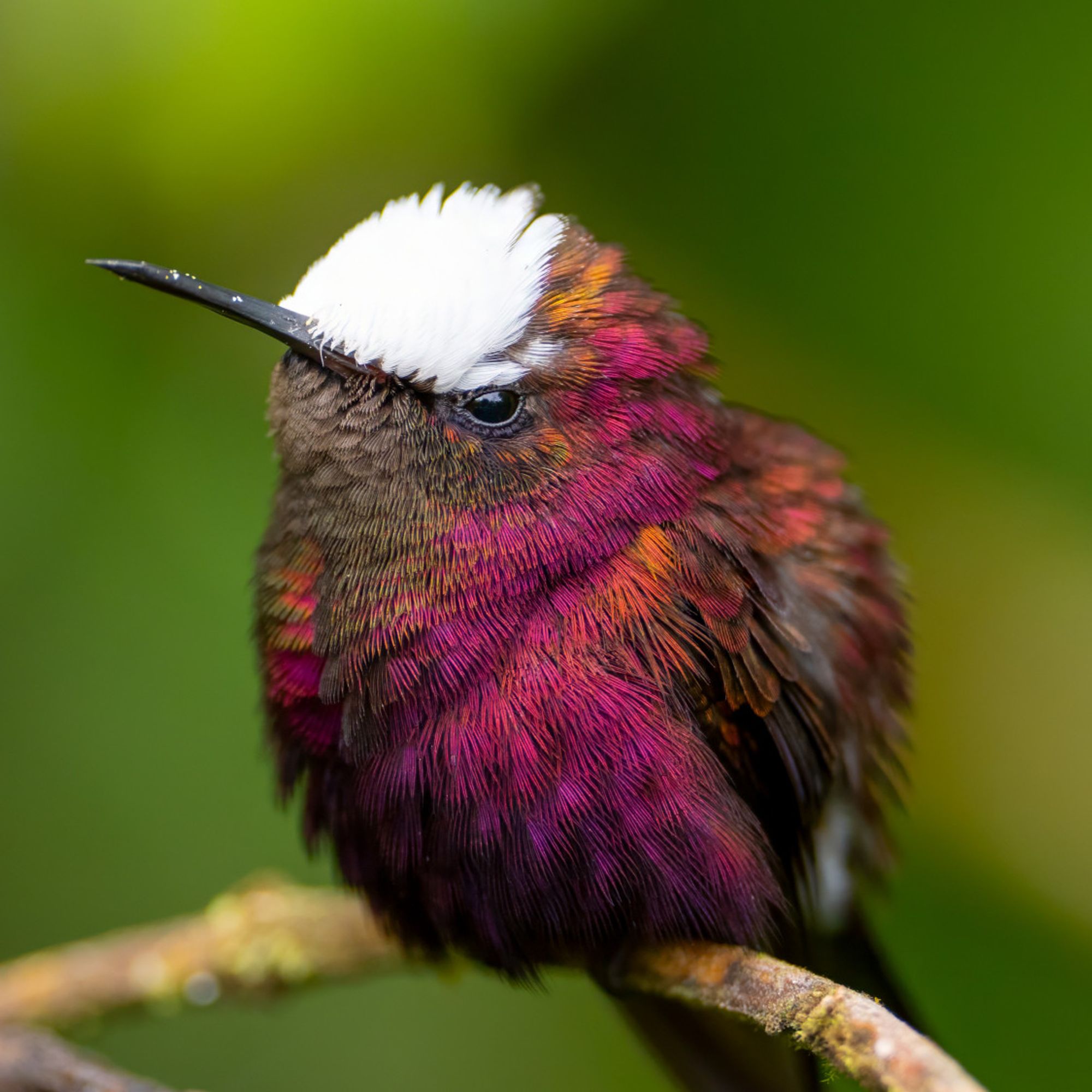 A wine-red hummingbird with a white cap.