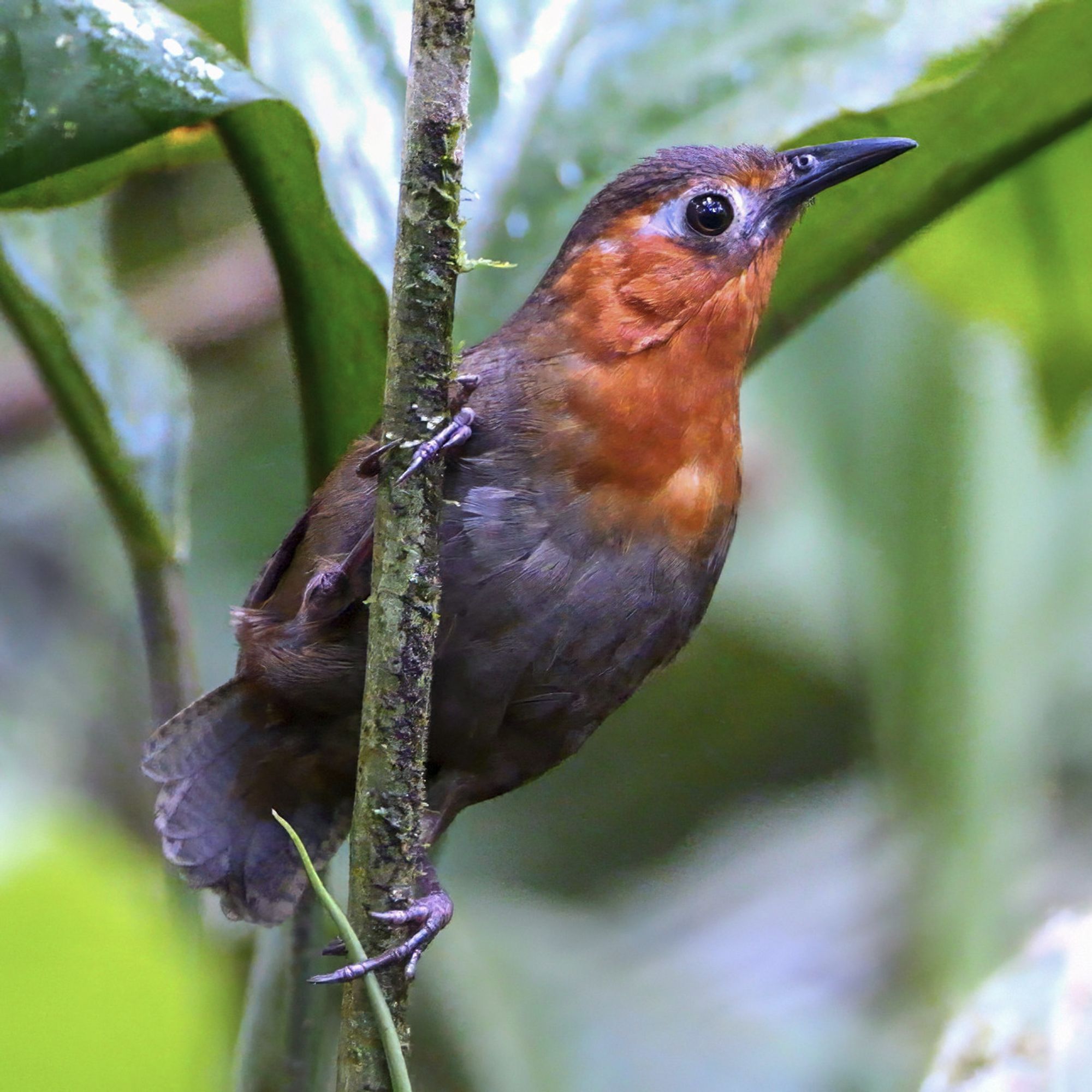 A vibrant bird with a rich, reddish-brown chest clings to a slender branch in the jungle, its sharp beak pointing forward as it surveys its surroundings. The bird's dark wings blend into the lush green foliage, creating a striking contrast with the bright, natural background.