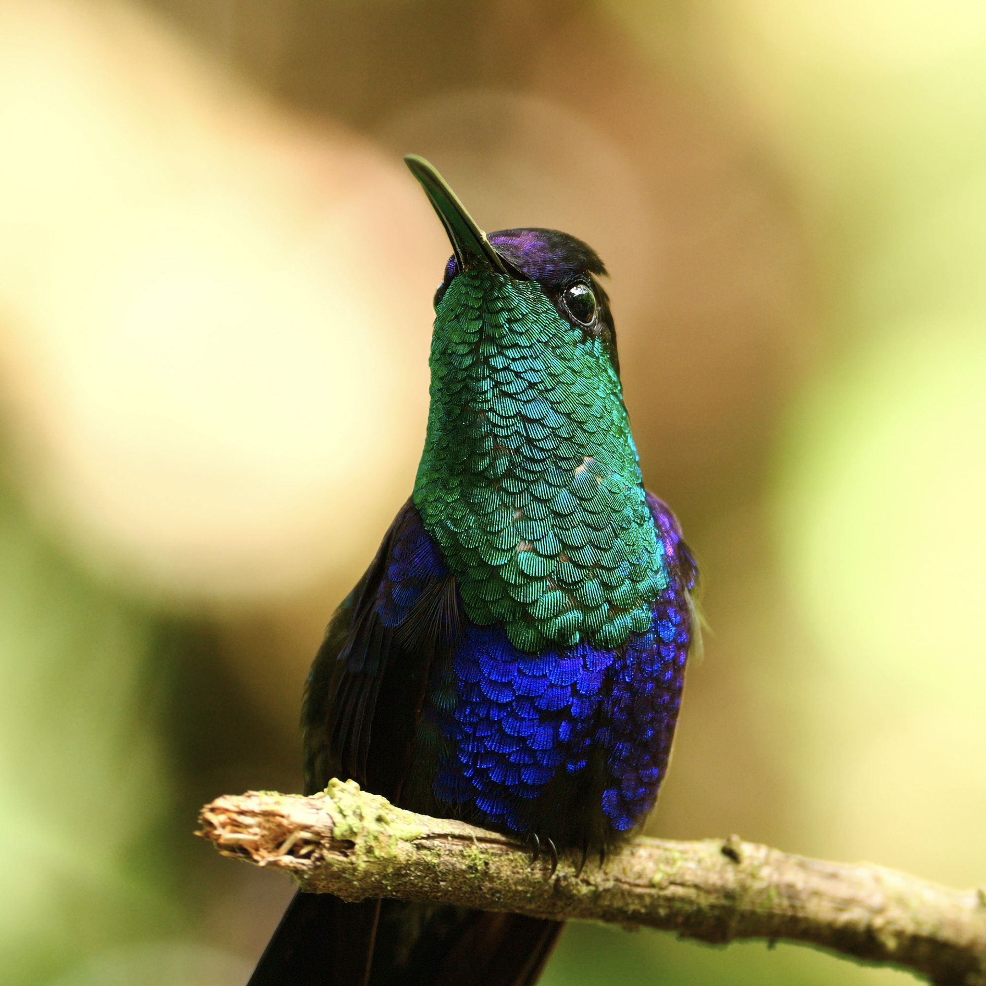 The image shows a hummingbird perched on a branch with vibrant, iridescent plumage. The bird's chest and throat are a shimmering green, while its lower body is a deep, glowing blue. The head has a dark purple crown, and the bird's small black beak is slightly curved. The background is blurred, with soft hues of green and light brown, which helps to accentuate the bird's vivid, metallic colors. The bird is looking upwards, giving it a poised and alert expression.