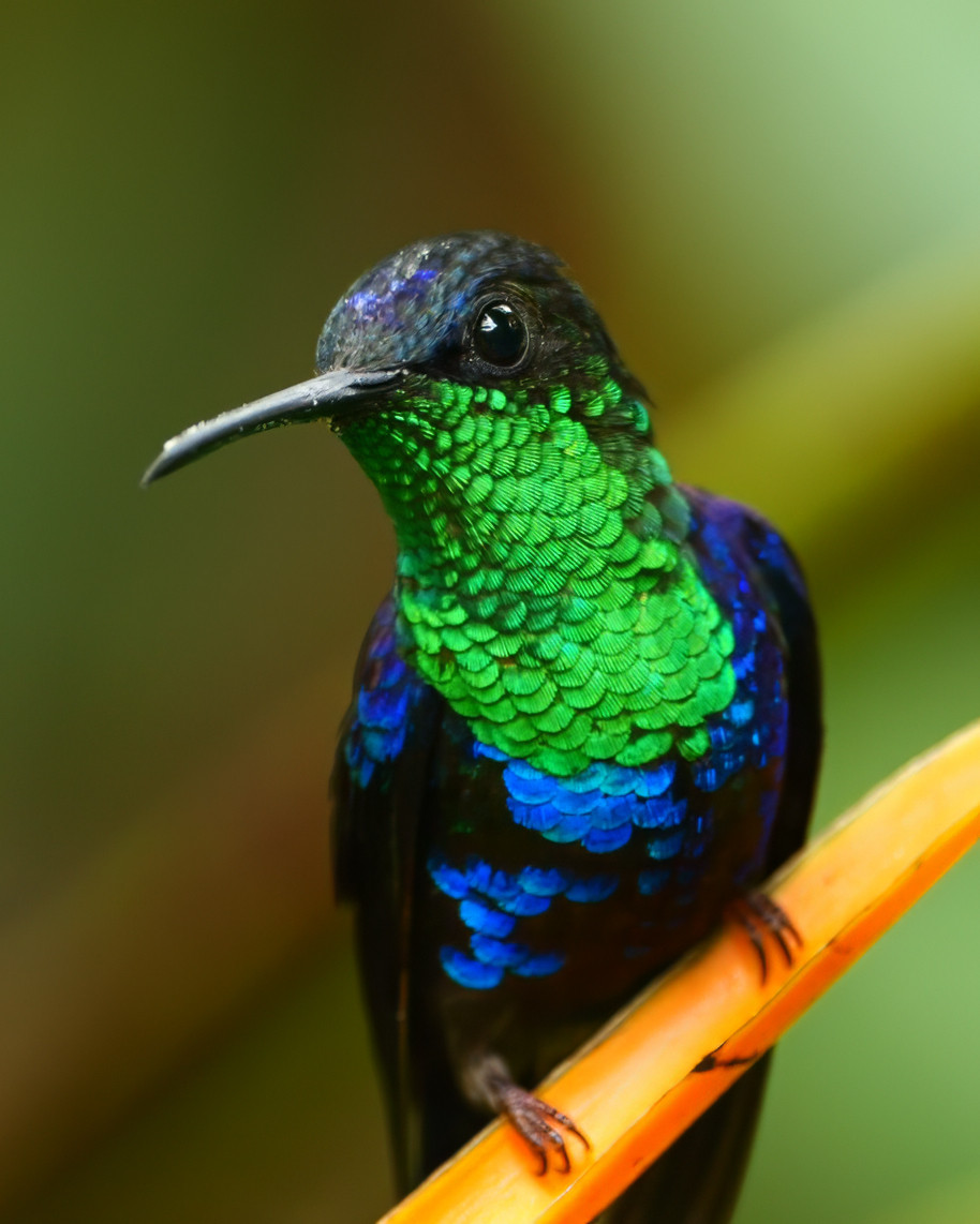 A close-up of a hummingbird with iridescent green and blue feathers perched on a yellow-orange stem, with a softly blurred background in shades of green and brown.
