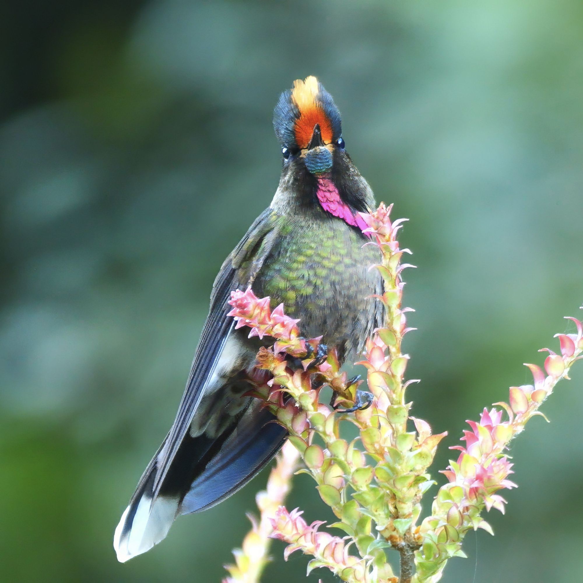 This image features a small bird perched on the top of a flowering plant. The bird has strikingly colorful plumage, with a bright orange crest on its head, dark iridescent feathers on its body, and a bold pink patch under its chin. Its eyes are sharp and alert as it gazes directly at the camera. The bird is sitting among tall, delicate pink flowers, which contrast beautifully with its dark feathers. The background is softly blurred with shades of green and blue, suggesting a lush outdoor environment that makes the bird and flowers stand out as the main focal points.