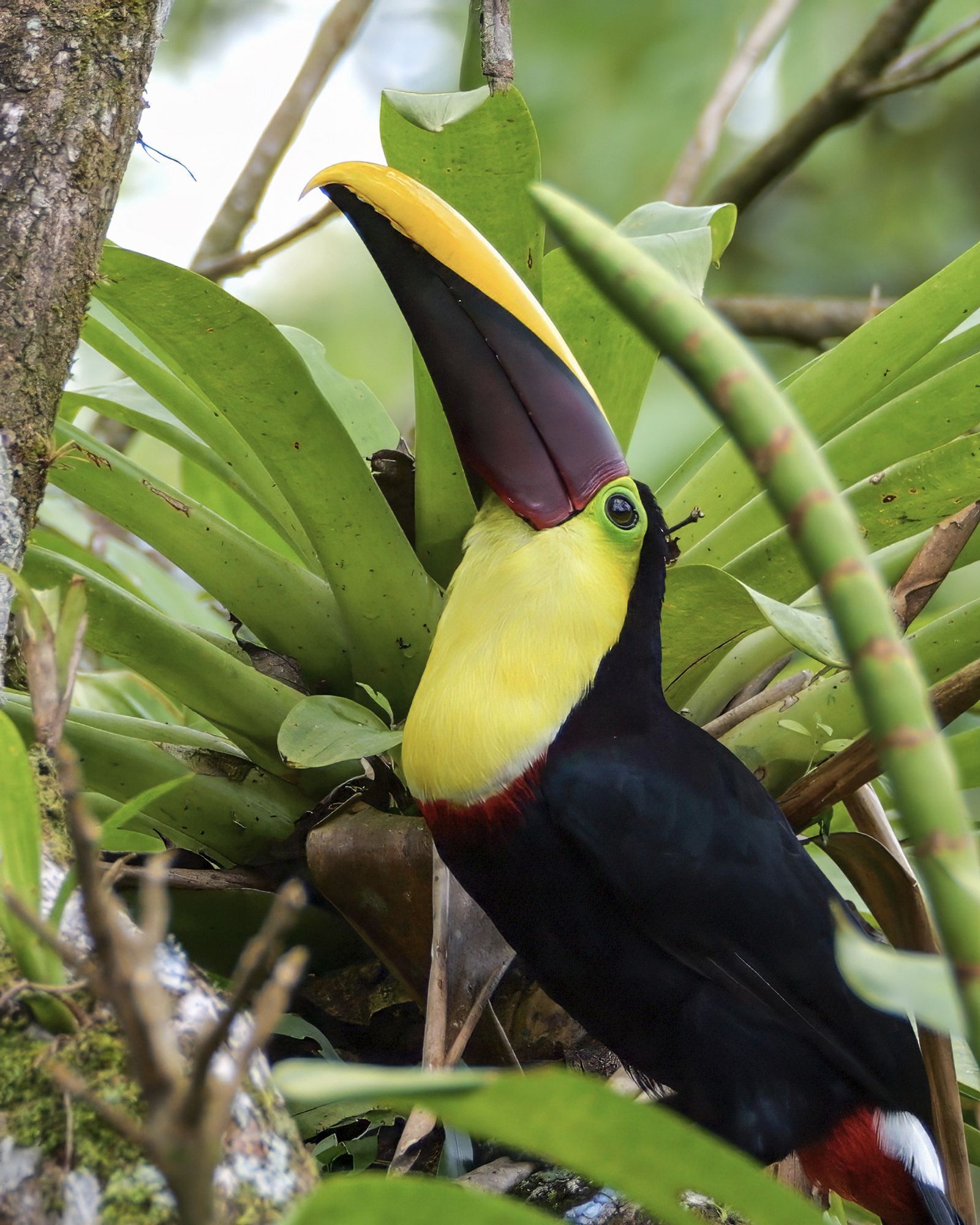 This image shows a Yellow-throated Toucan (Ramphastos ambiguus) perched among lush green foliage. The bird's most striking feature is its large, colorful bill, which has a vibrant yellow upper mandible and a dark maroon lower mandible. The toucan's throat and chest are bright yellow, while its body is mostly black with a red patch near its lower belly. The toucan is nestled in a natural tropical environment, surrounded by broad green leaves and branches, giving a clear sense of its natural habitat.