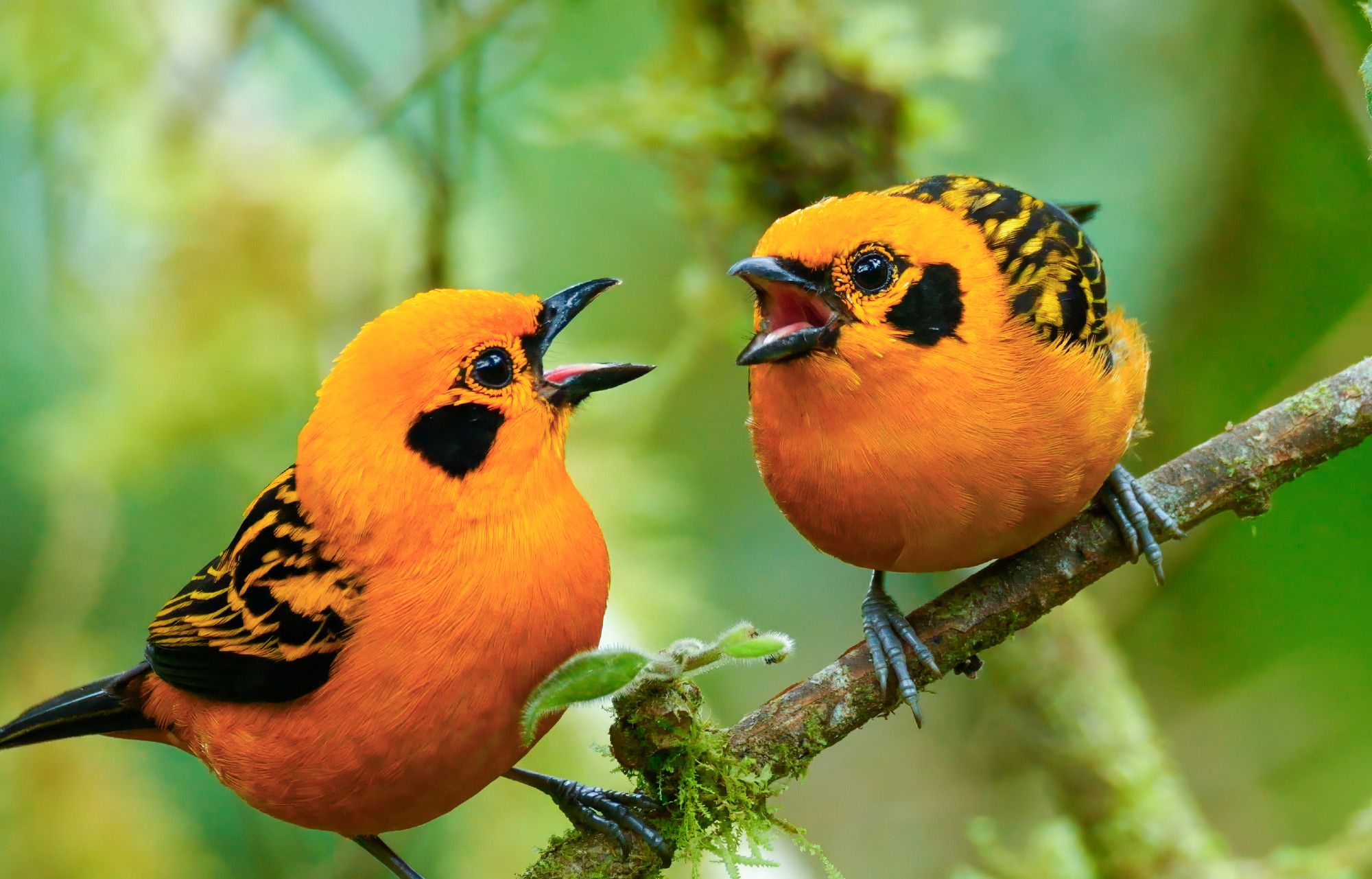 Two golden birds on a branch.