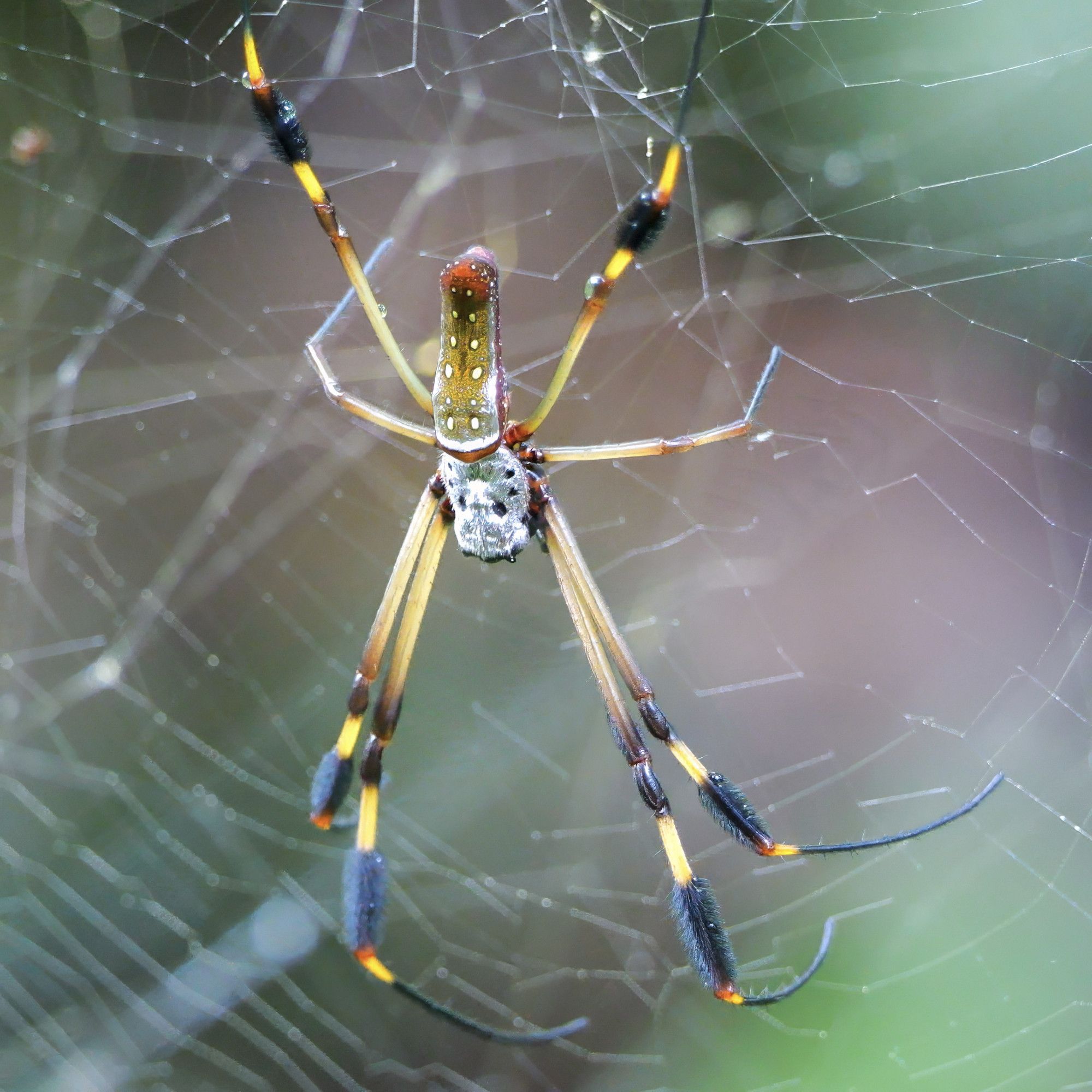 This image shows a spider suspended in the center of its web. The spider is a golden orb-weaver (genus Nephila), recognizable by its long legs with dark tufts and yellow coloring. Its body is slender with a distinctive pattern on the abdomen, including pale spots. The web is delicate and intricate, set against a soft-focus natural background.