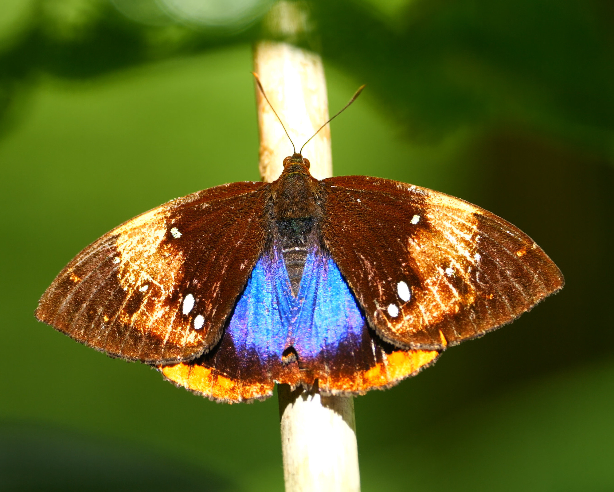 Butterfly with brown, orange, and bright blue wings perched on a light-colored stem.
