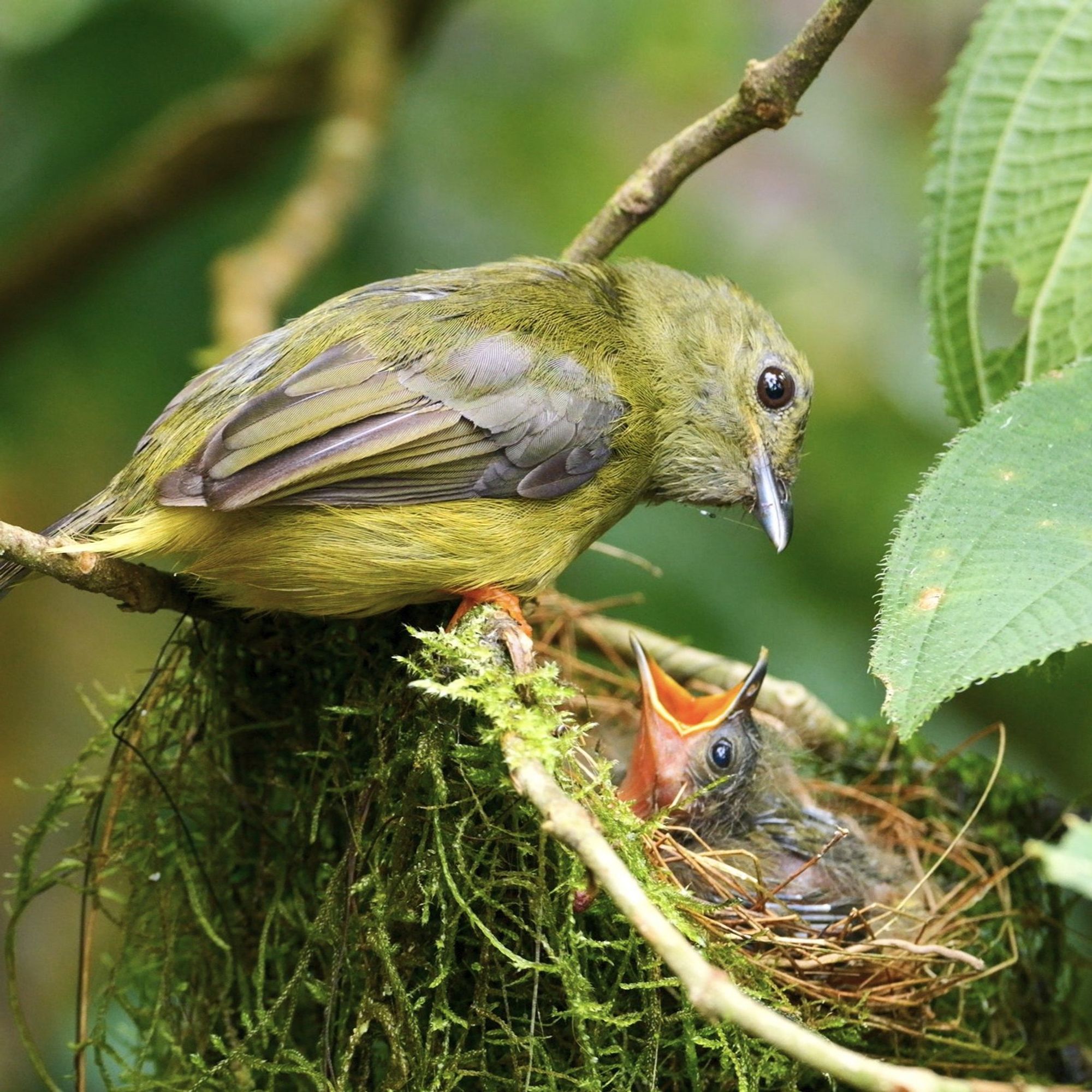 A mother white-collared manakin, perched on a branch beside her nest, feeding her hungry chick with its beak wide open, surrounded by lush green leaves and moss.