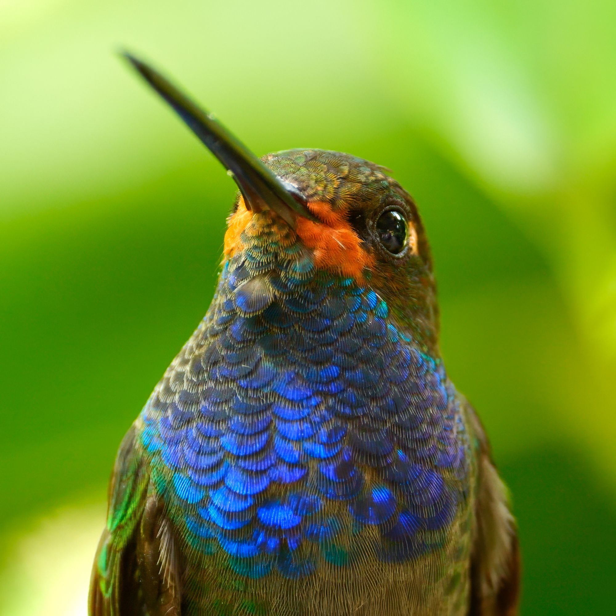 A hummingbird with a blue throat and red near its bill.