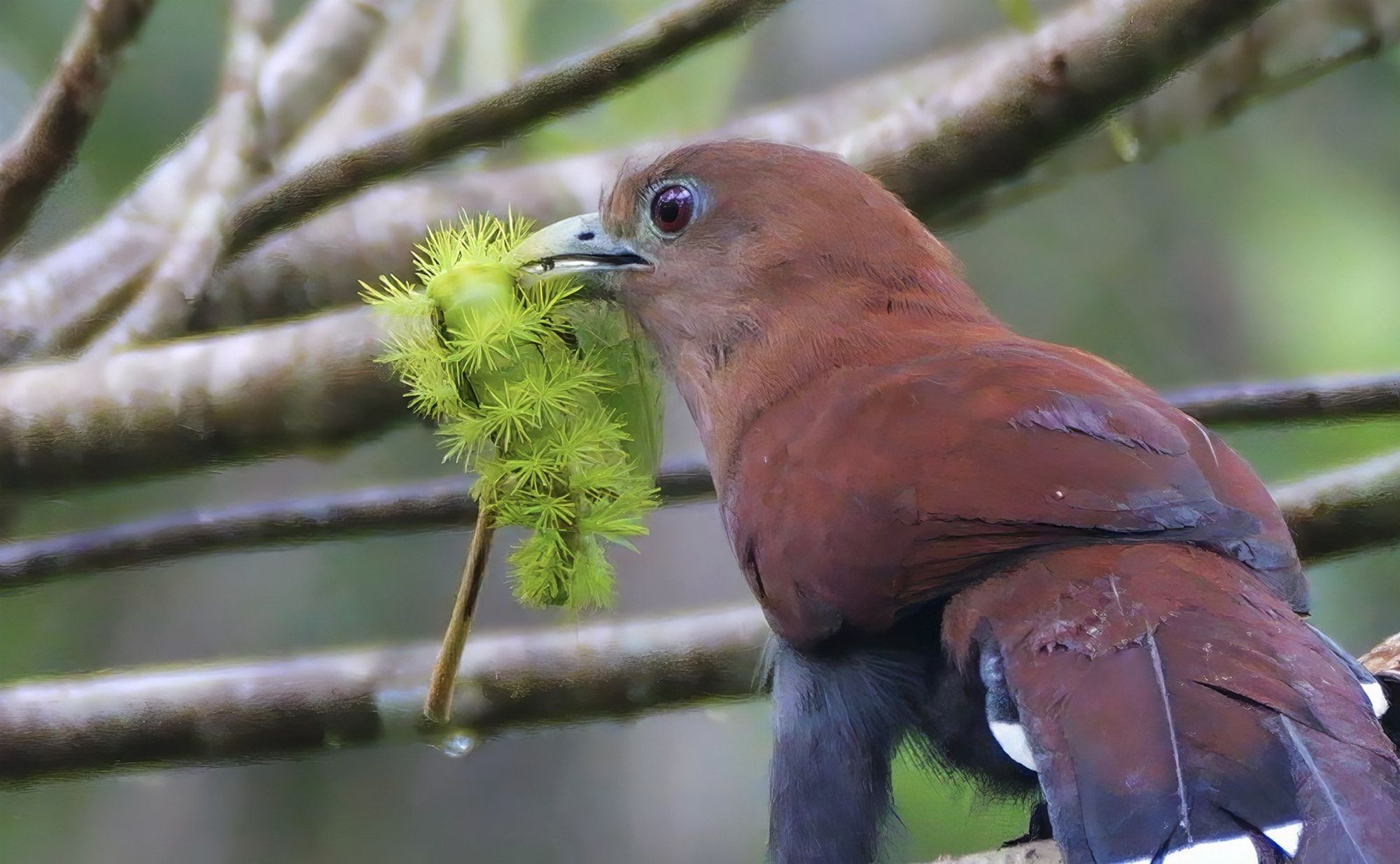 A squirrel cuckoo perched on a branch, holding a bright green spiky caterpillar in its beak, with its reddish-brown plumage standing out against the blurred forest background.