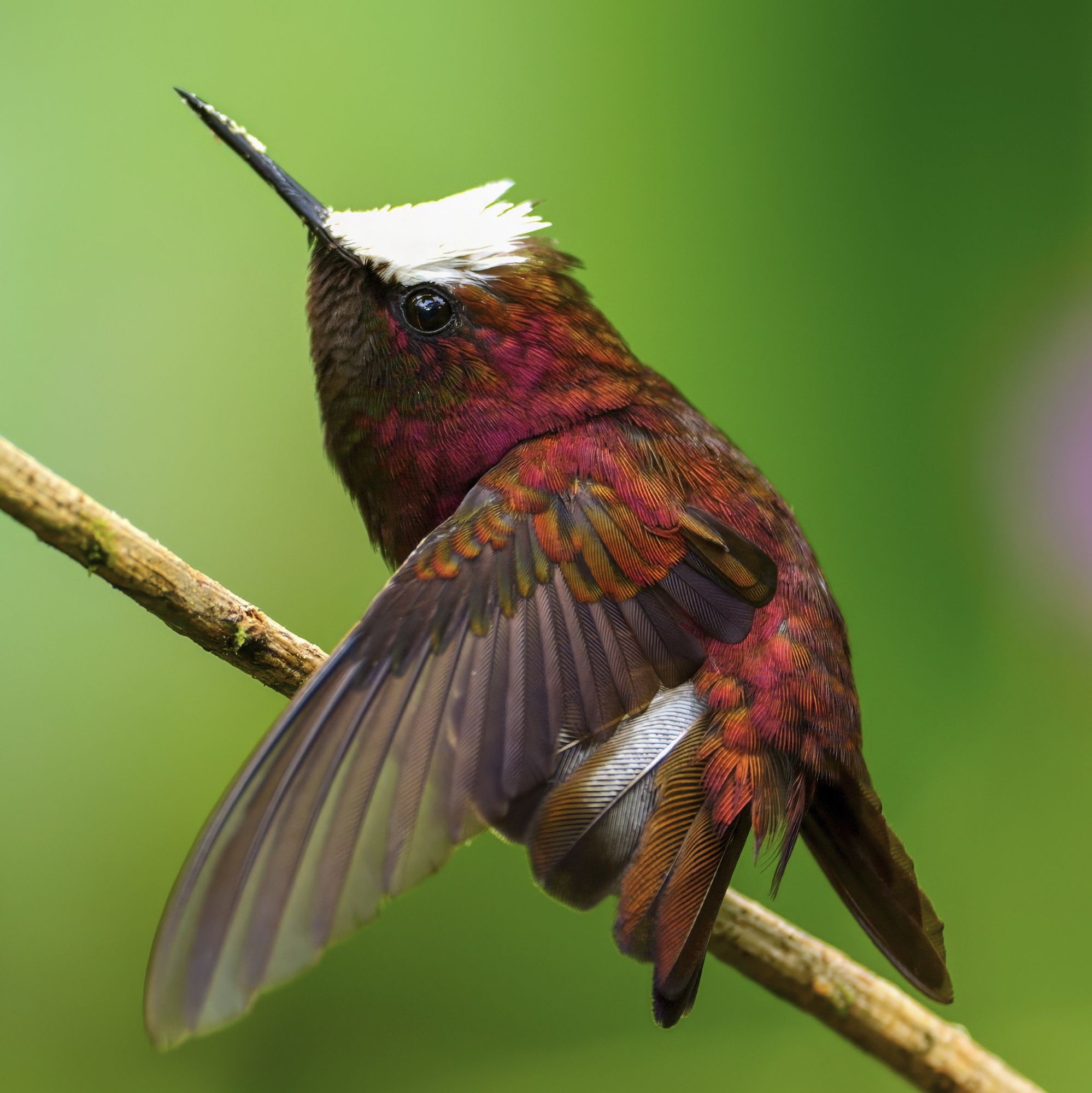 The image shows a vibrant hummingbird with iridescent plumage perched on a branch. The bird has a white crown on its head and a long, pointed black beak. Its body is predominantly reddish-purple, with brown and reddish hues on its wings. The background is a blurred green, highlighting the bird’s colors.