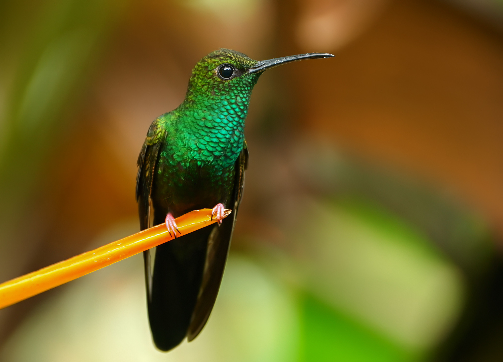 A hummingbird with shimmering green plumage and a slightly curved black bill perched on a bright orange stem, with a softly blurred background in earthy tones.
