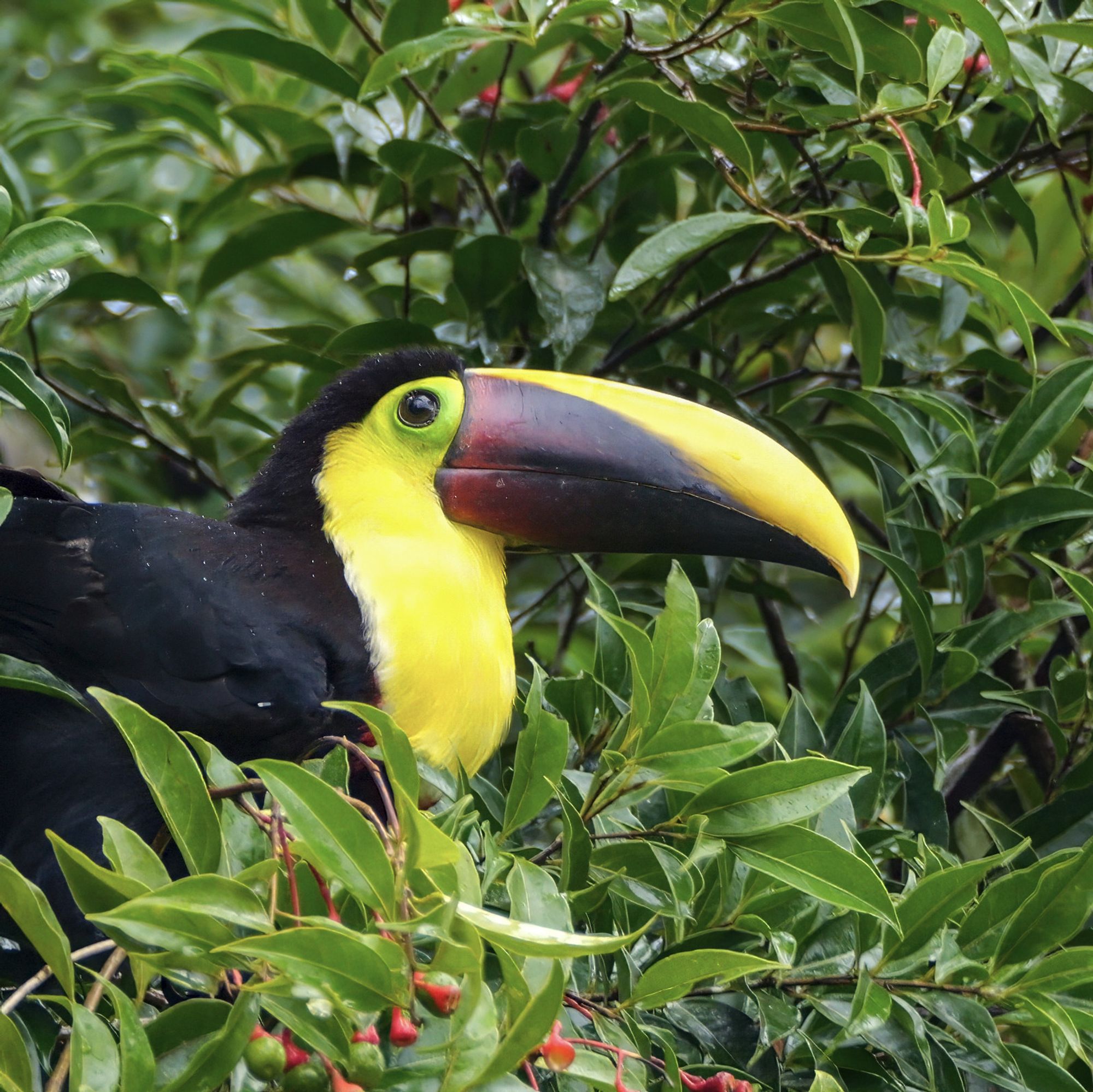 The image shows a yellow-throated toucan (Ramphastos ambiguus) perched among lush green foliage. The bird has a striking appearance with a large, colorful beak that is primarily yellow with a dark maroon-black base. Its body is mostly black, while its throat and chest are vivid yellow, and its eye is surrounded by a bright green area. The toucan is partially hidden by the surrounding leaves, with some red berries visible in the foreground.