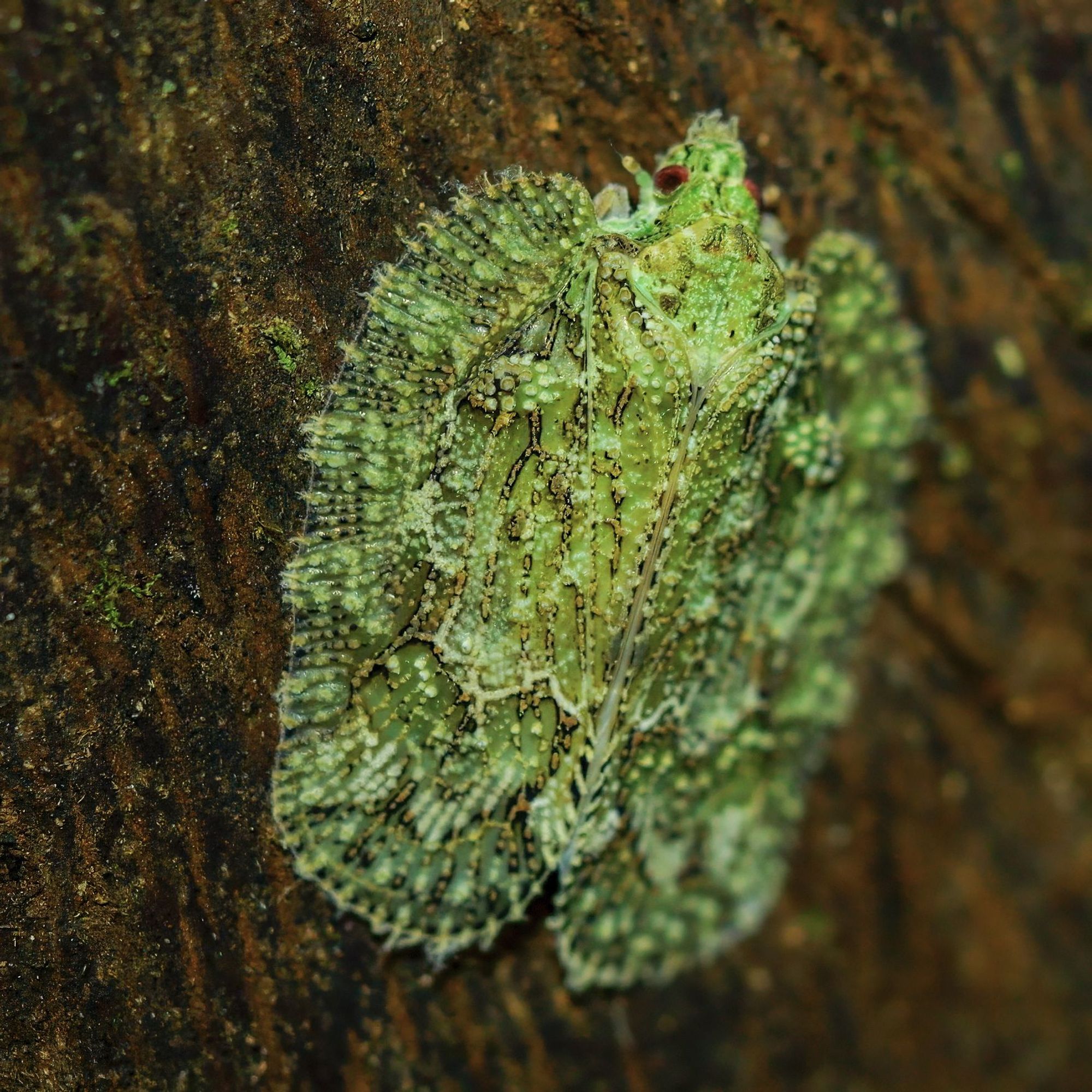 The image shows a highly camouflaged insect clinging to the bark of a tree. Its body and wings are a mottled green and brown, blending seamlessly with the texture and color of the tree bark. The insect's wings are intricately patterned with fine lines and tiny bumps that resemble moss or lichen, further enhancing its disguise. Its delicate body is flat against the surface, and only its small, red eyes stand out slightly against the otherwise green-toned body. The texture of the tree bark is rough and dark, providing the perfect background for the insect to remain nearly invisible.